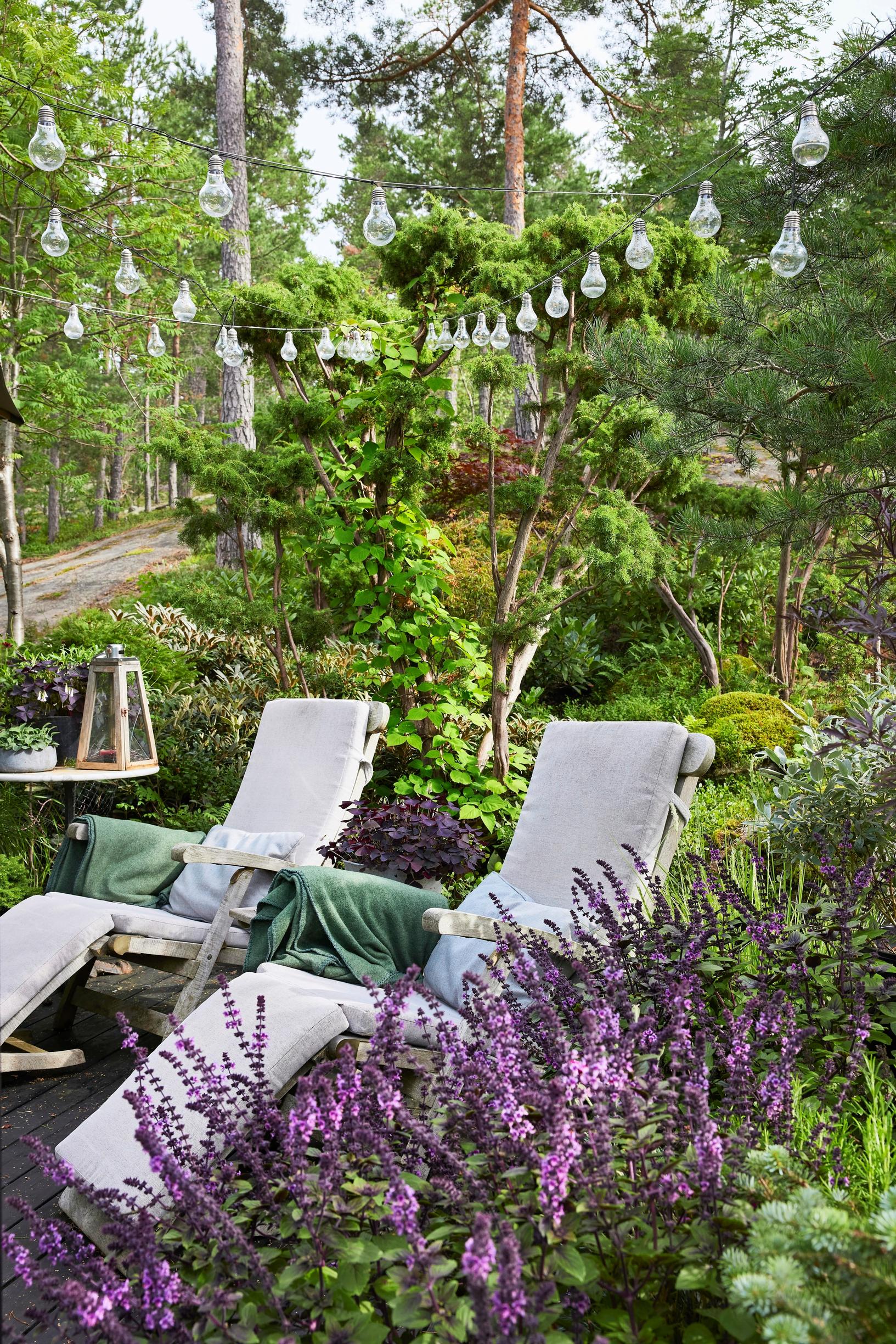 Moosegarden: terassia koristaa runsaasti kukkiva basilika ’Magic Mountain’