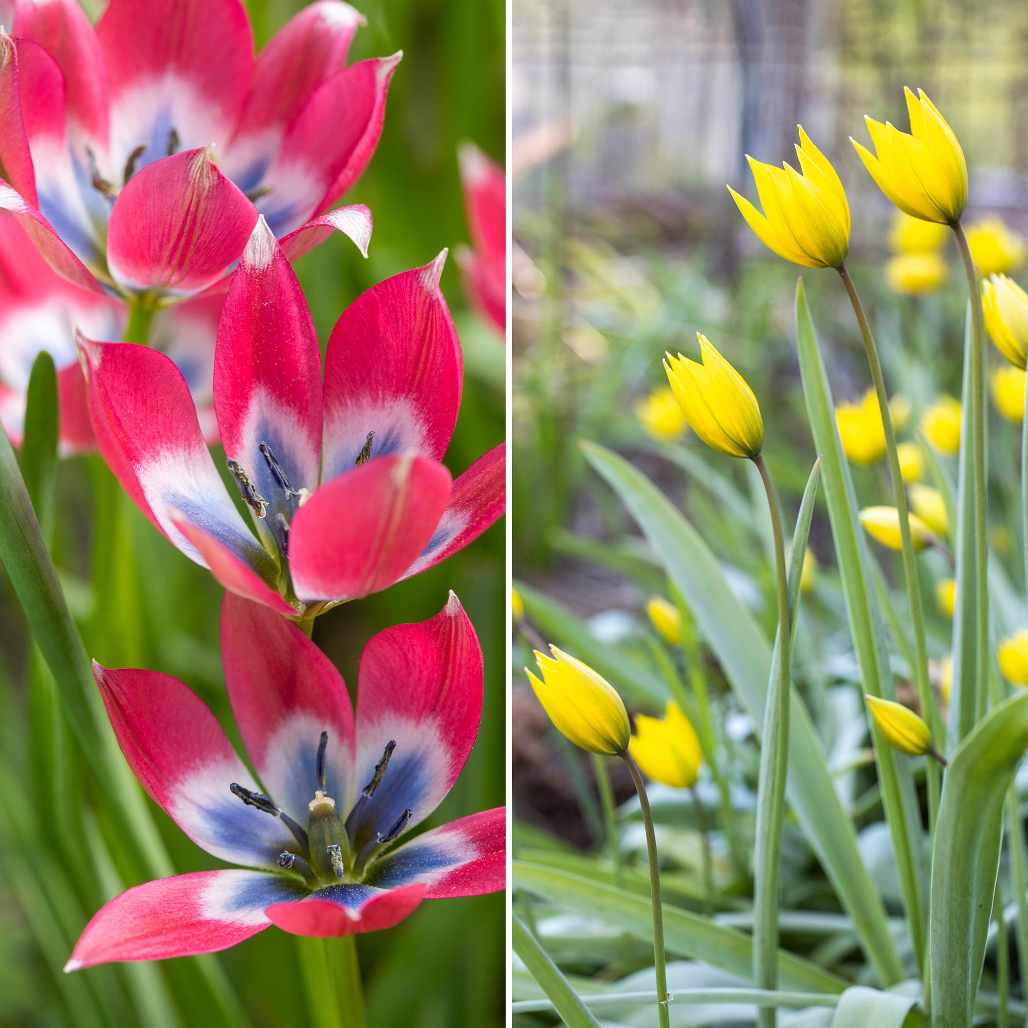 Metsätulppaani ja muut villit ja viehkeät kasvitieteelliset tulppaanit – tunnista lajit ja nappaa kasvatusvinkit!
