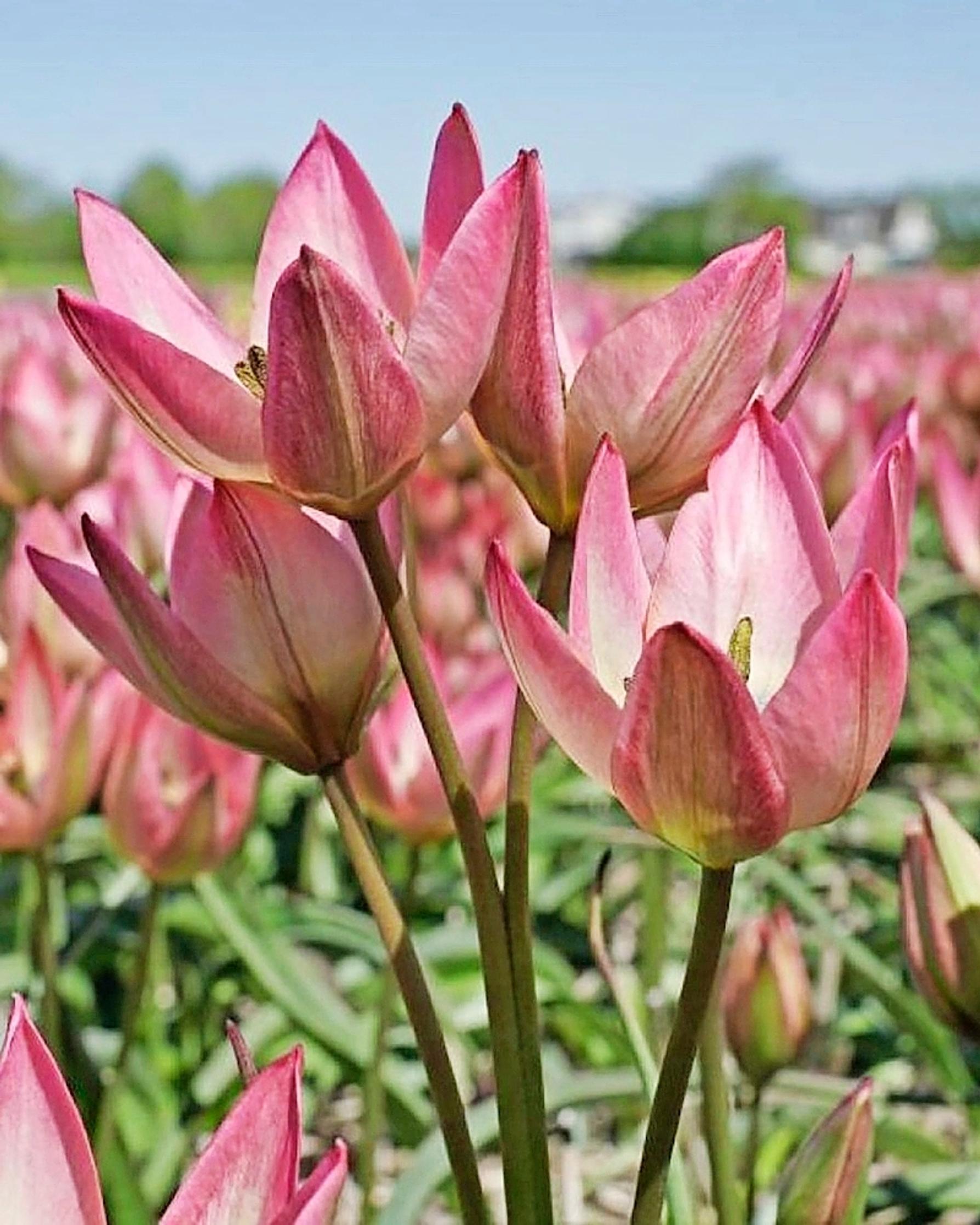 Monikukkaiset tulppaanit:  tulppaani ’Danique’