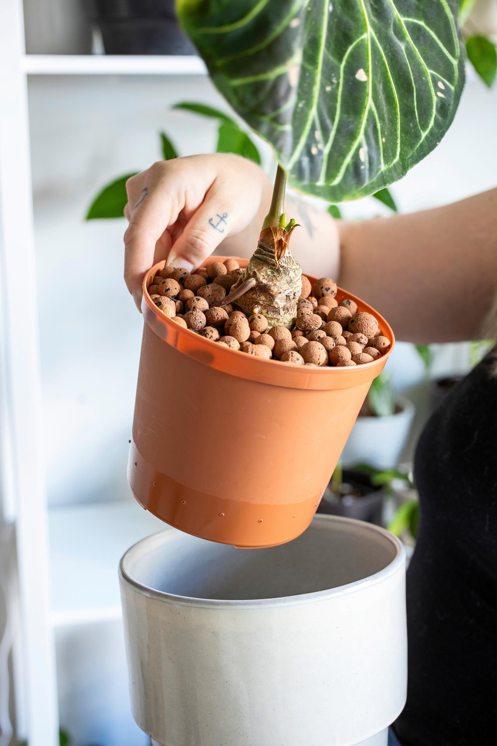 Anthurium regale -viherkasvi vesiviljelyssä