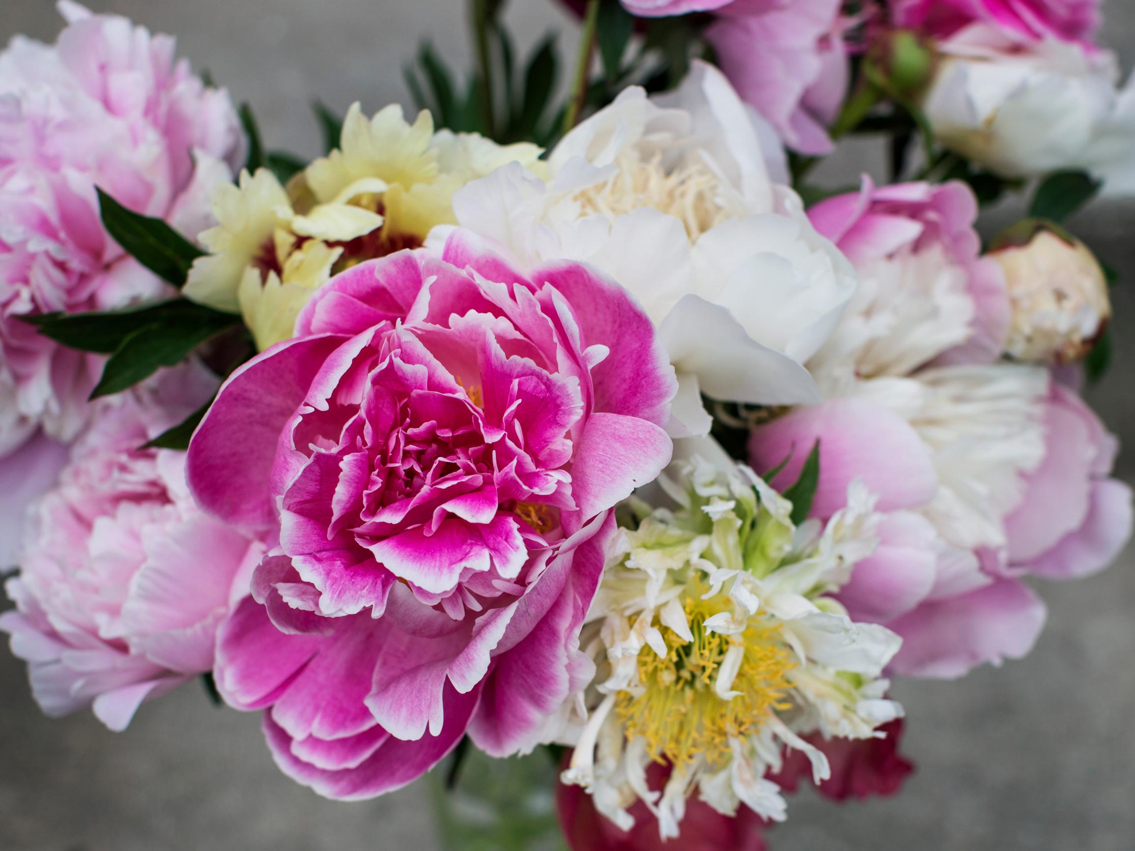 Pioni maljakossa – näin saat muhkean leikkokukan kestämään kauniina pitkään!