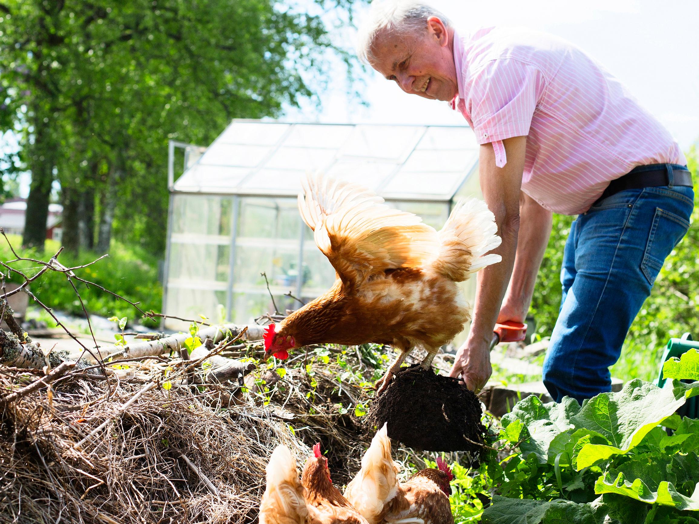 Kanaterapiaa koko kesä! Sinin ja Kajn mökkipihassa potpottaa kolme ruskeaa kanaa ja jöötä pitää Kinuski-kukko