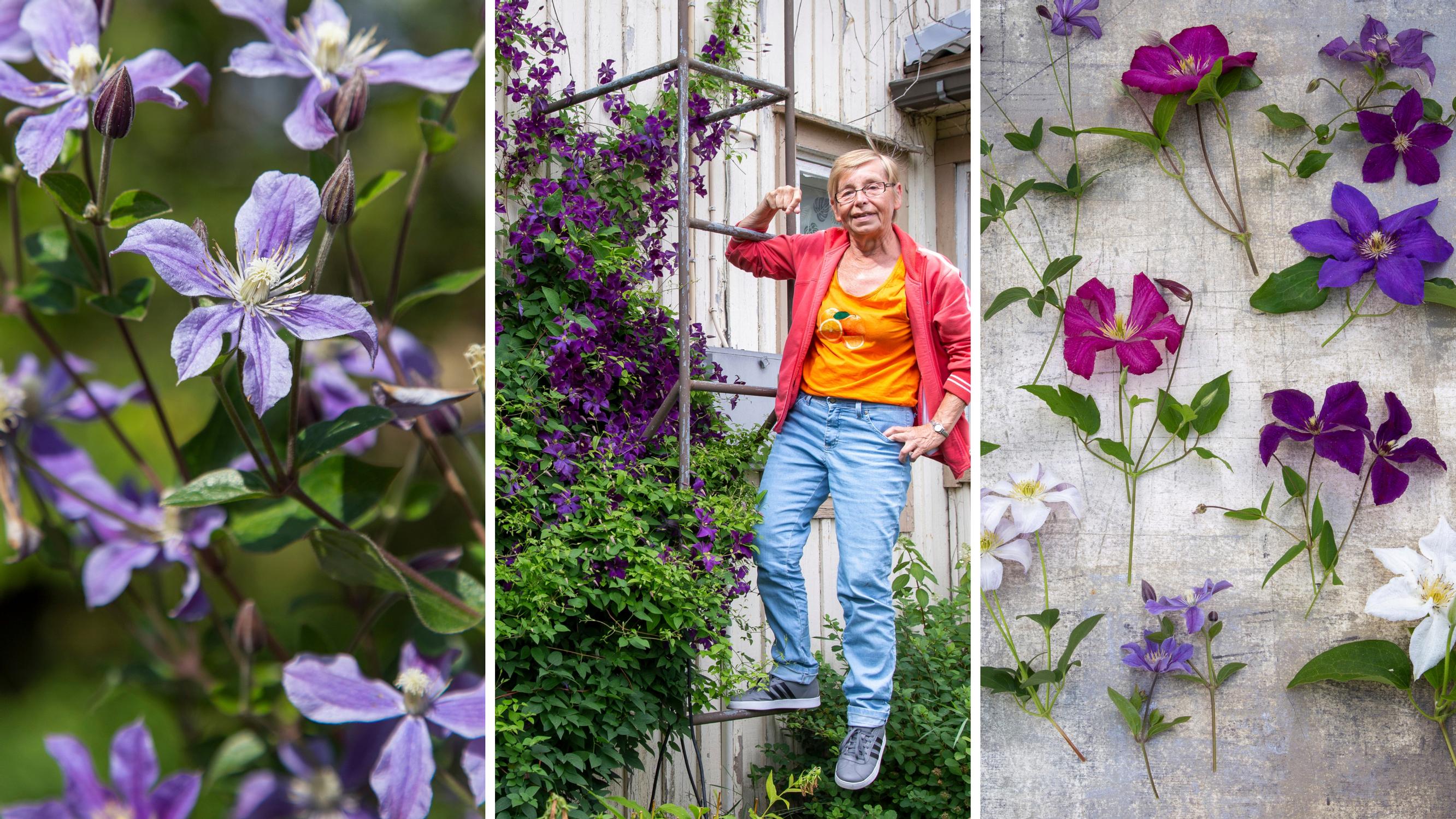 Merjalla on 60 erilaista kärhöä! Hän tietää kestävimmät kärhöt, istutusniksit umpisaviseen maahan ja miten välttää talvituhot