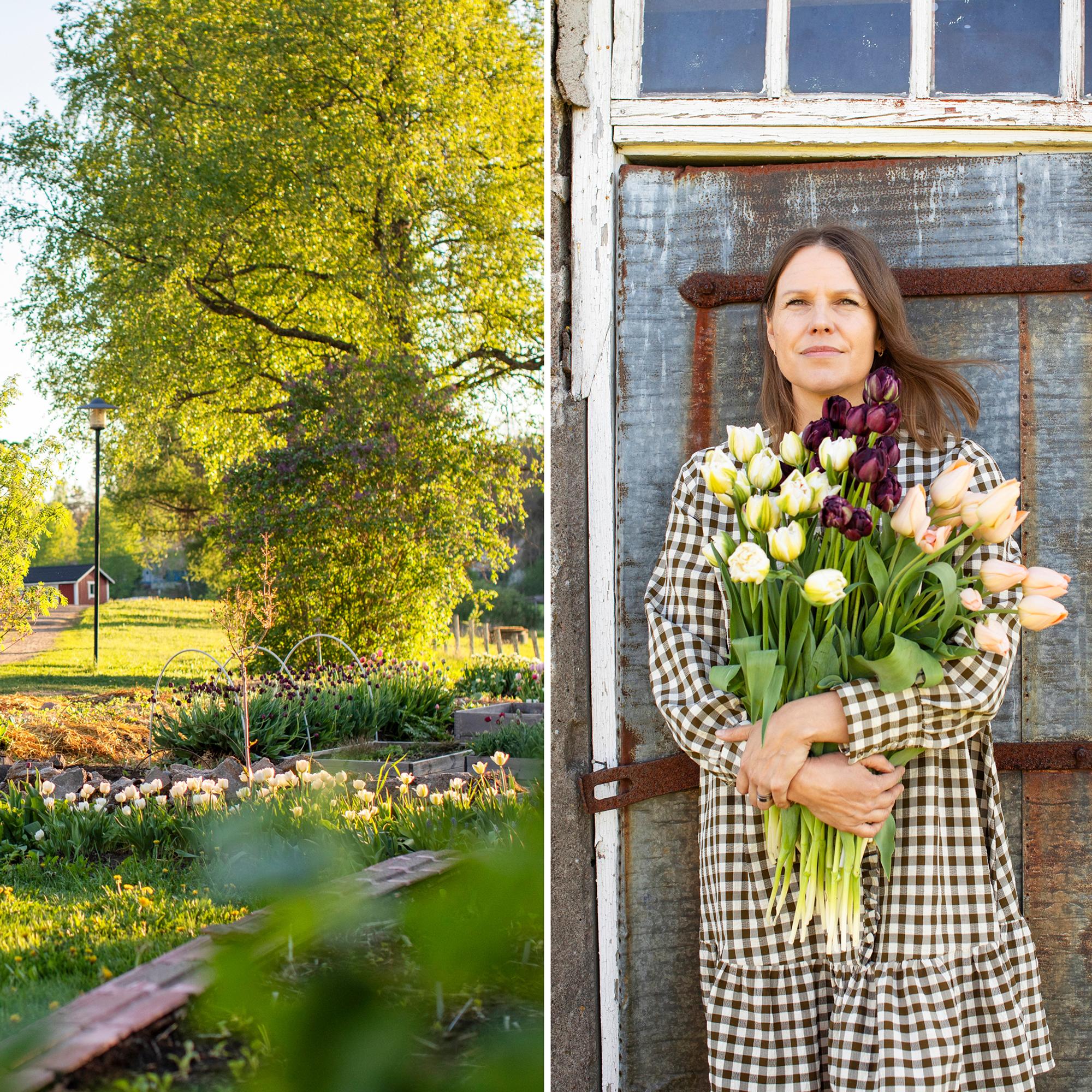 Eeva-Maria tilasi vahingossa 4000 kukkasipulia ja viljelee nyt leikkotulppaaneja vanhalla maatilalla