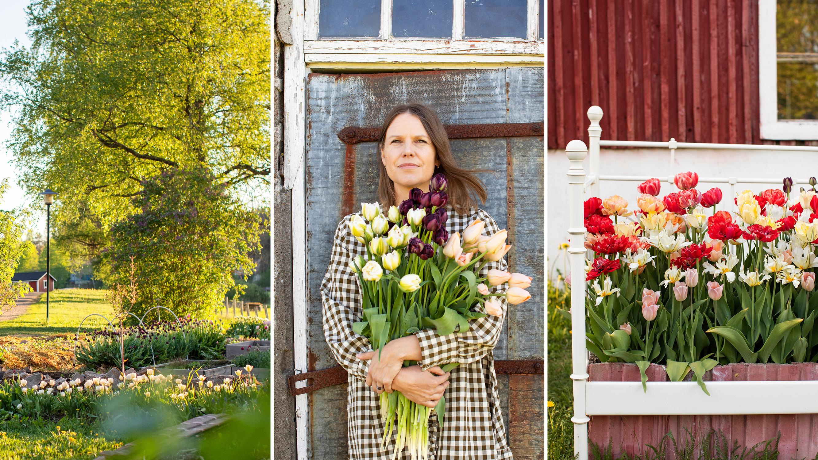 Eeva-Maria tilasi vahingossa 4000 kukkasipulia ja viljelee nyt leikkotulppaaneja vanhalla maatilalla