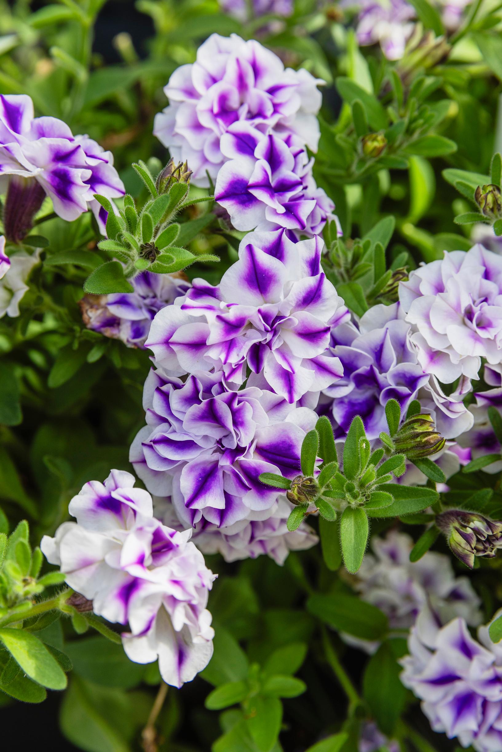 Kaksivärinen tiiviskukintoinen petunia