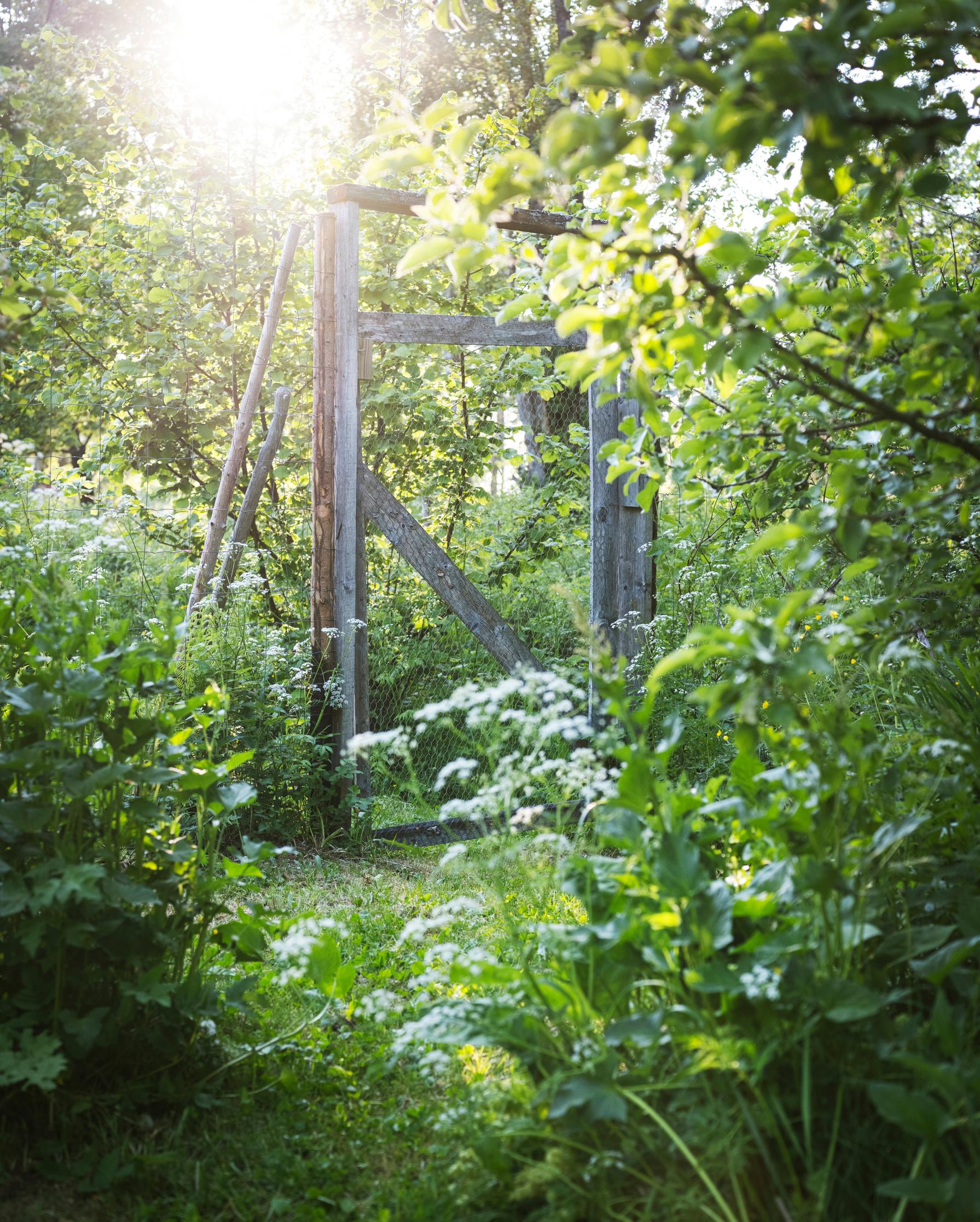Portti Joelin syötävässä metsäpuutarhassa.