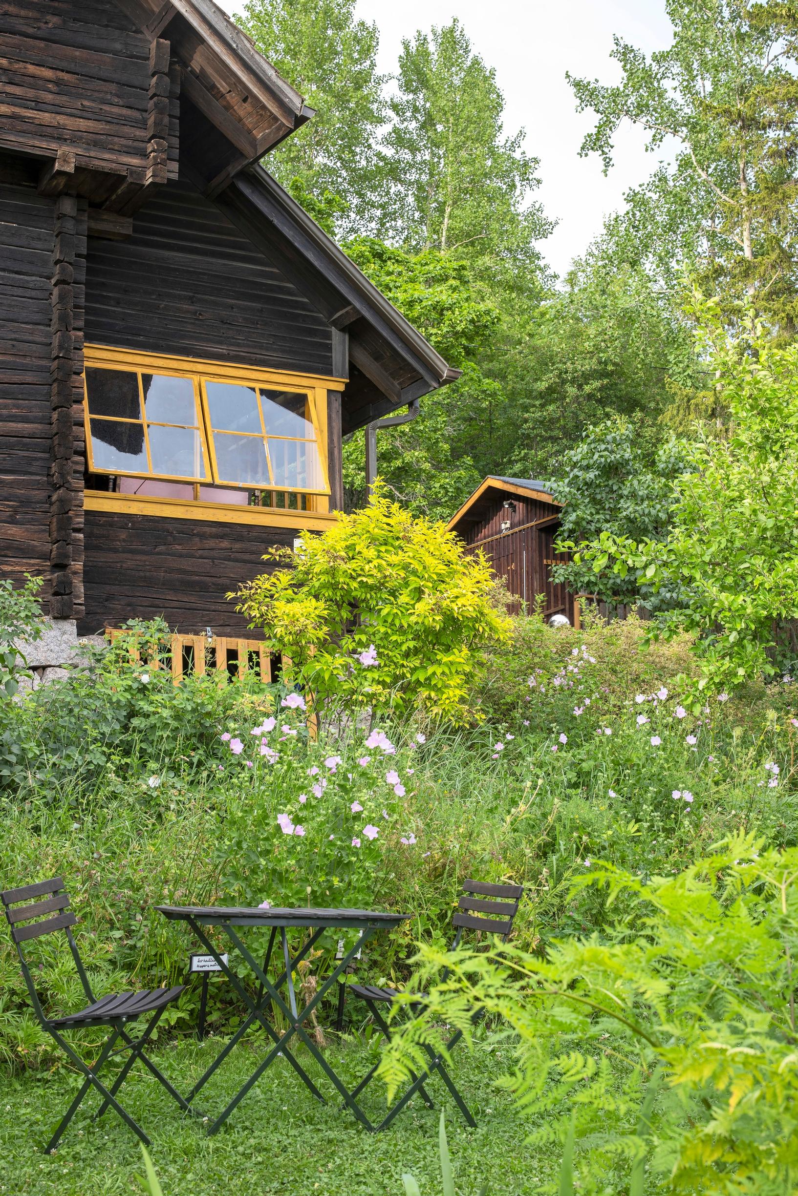 kultaterttuselja tervapääskyn kahvila harmaamalvikki oleskelupaikka