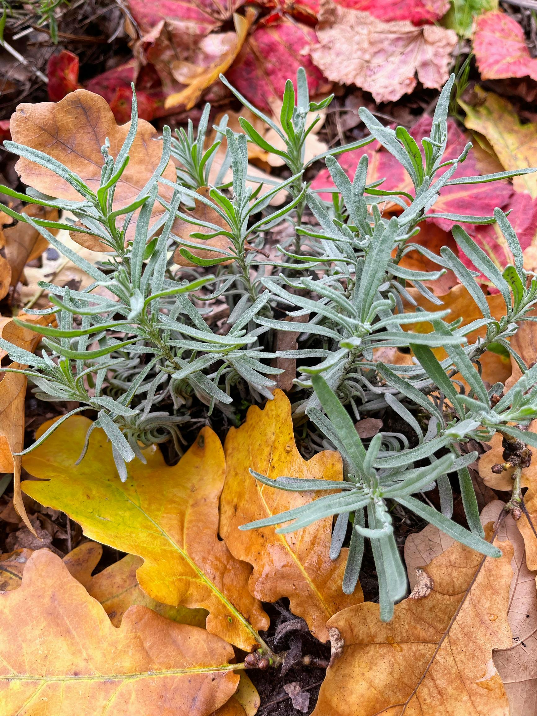 laventelin talvehtiminen