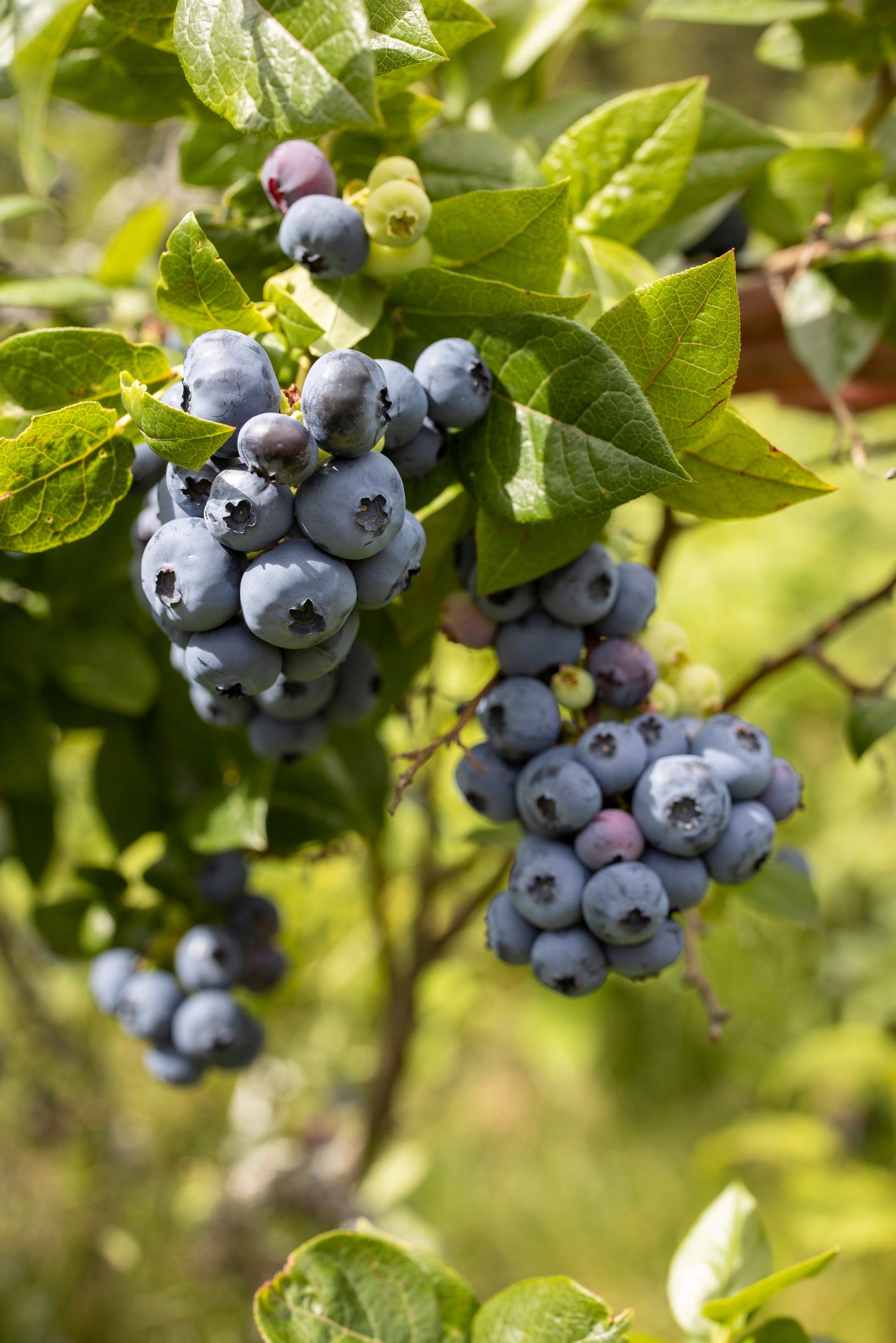 'Chippewa' on hyvä pari 'North Blue' -lajikkeelle.