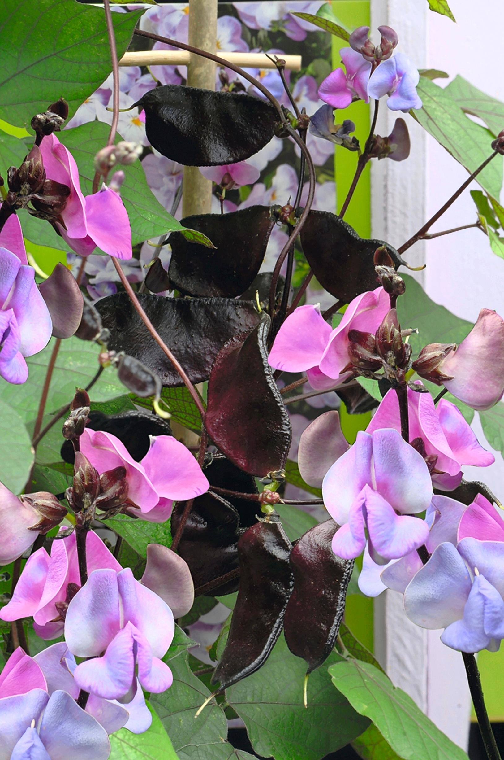hyasinttipapu ’Ruby Moon’