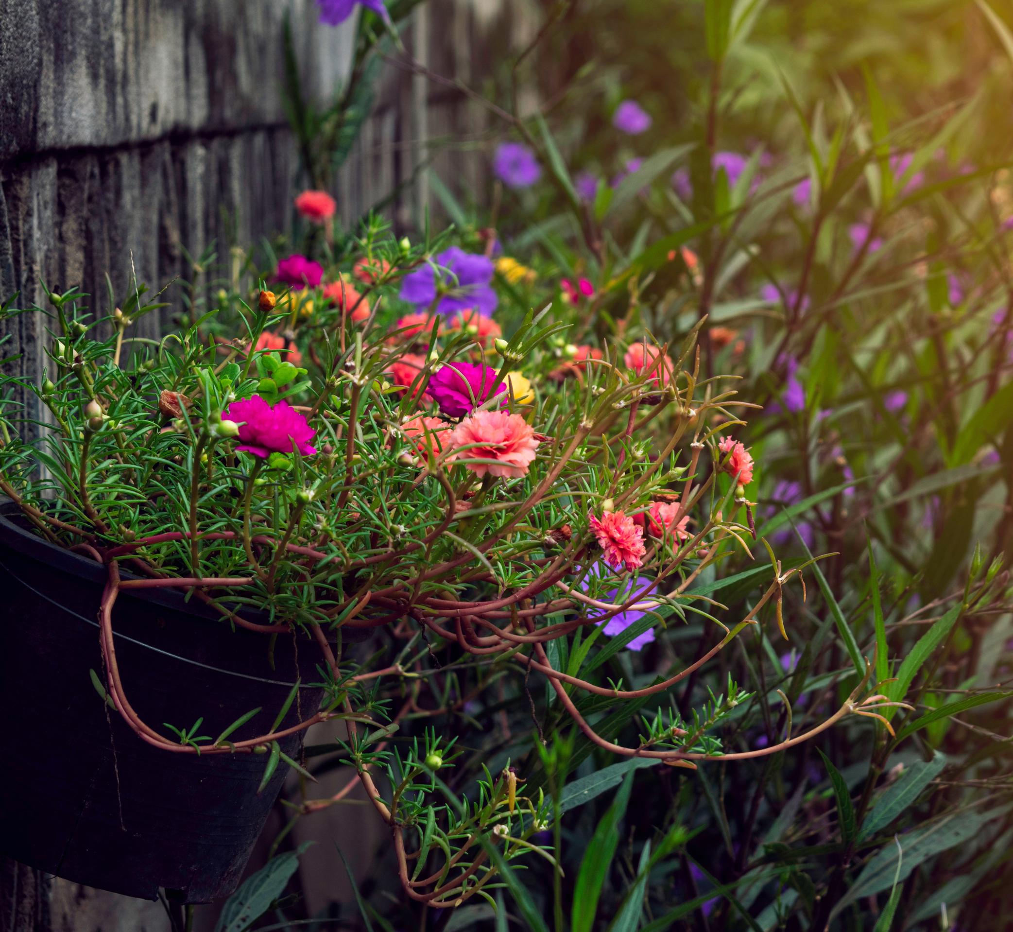 Koristeportulakka, Portulaca grandiflora