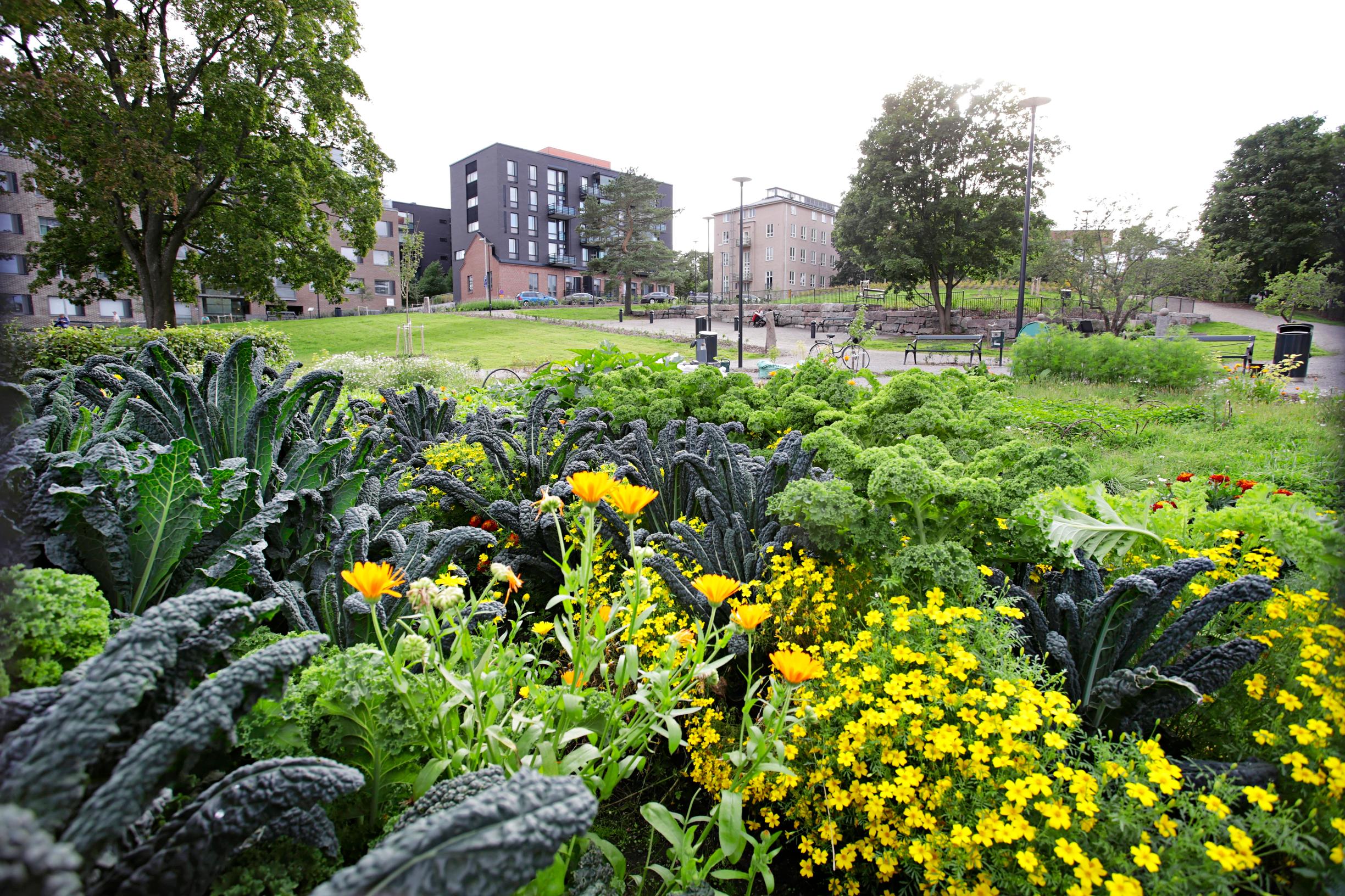 Kaupunkiviljelmä Helsingin Hermannissa