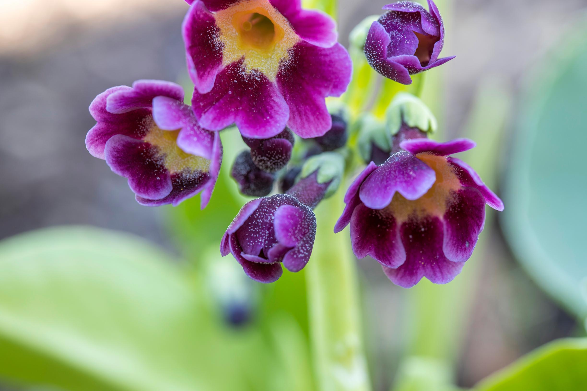Esikko on mainettaan monipuolisempi: pihaesikko ’Kaleidoscope’ Primula × pubescens