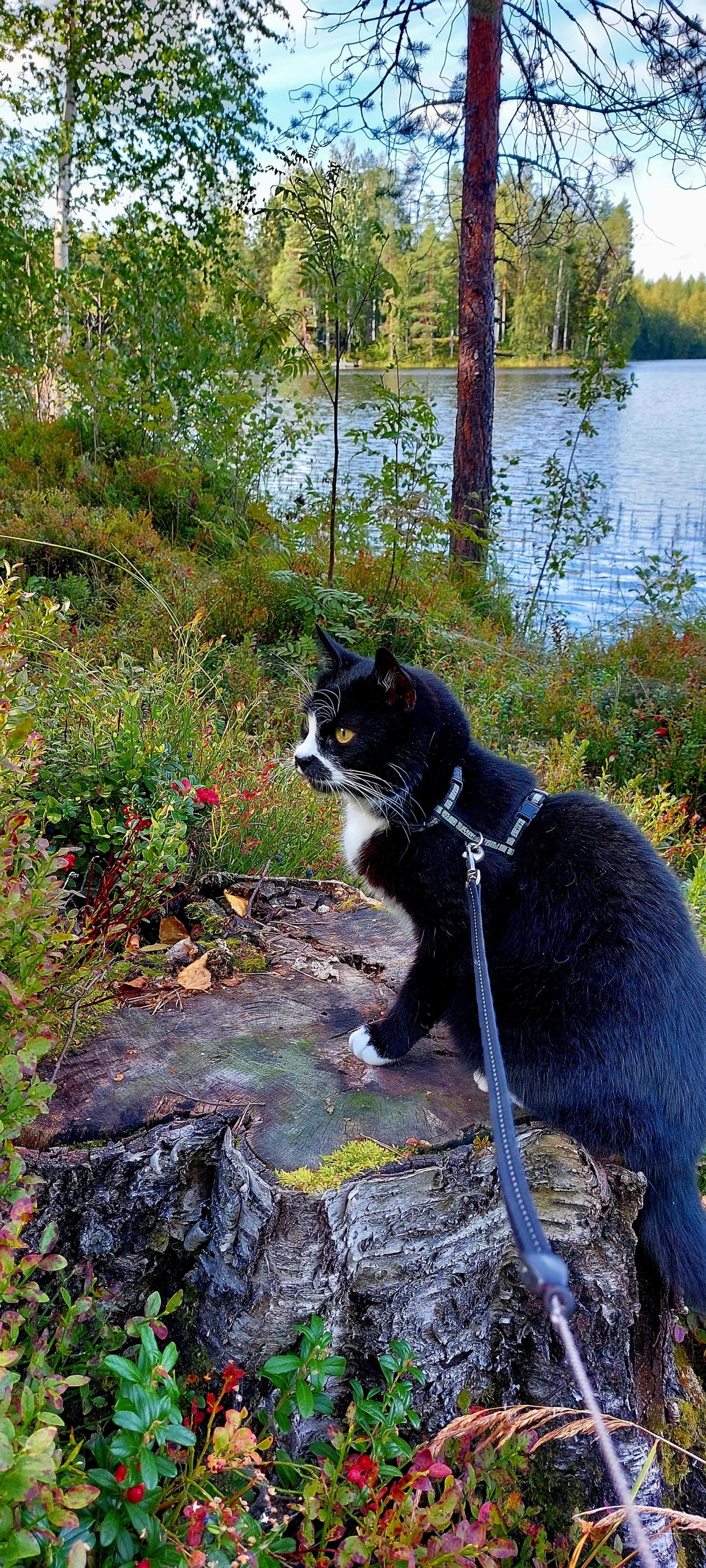 Tatu-kissa vanhan kannon päällä varvikossa, taustalla järvi