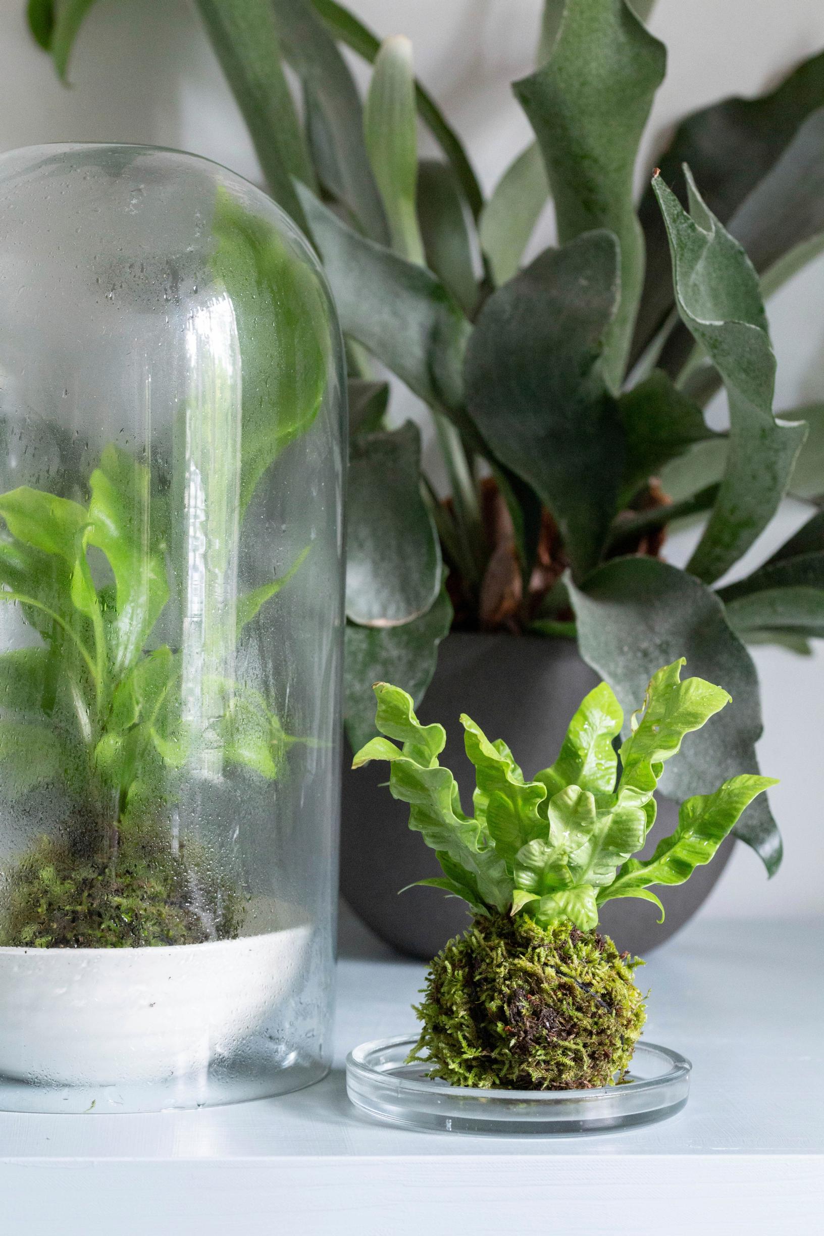 Saniaiskokedama viihtyy lasikuvun alla.