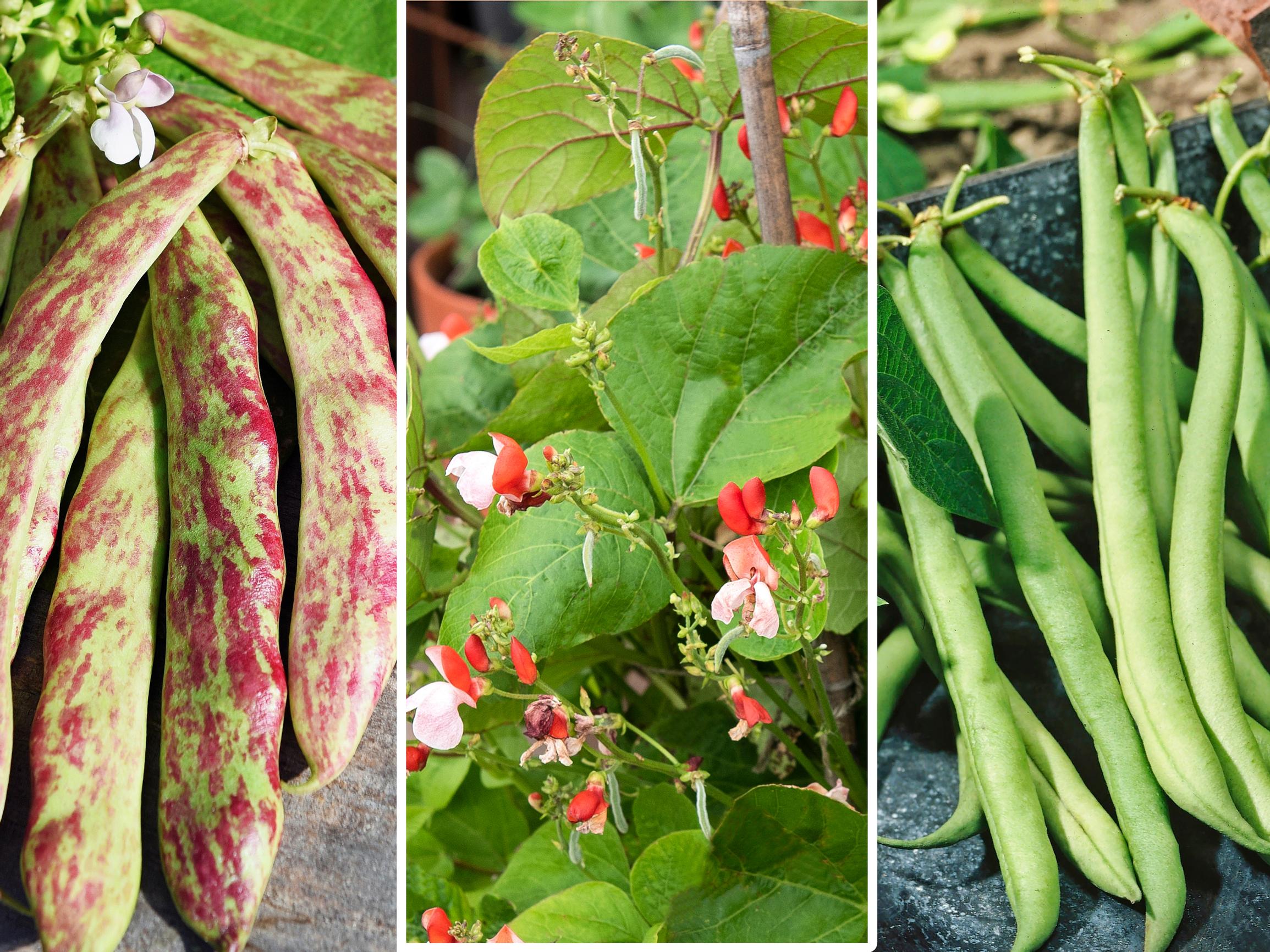 Papuja pihalle ja ruukkuun! Valitsimme parhaat papulajikkeet