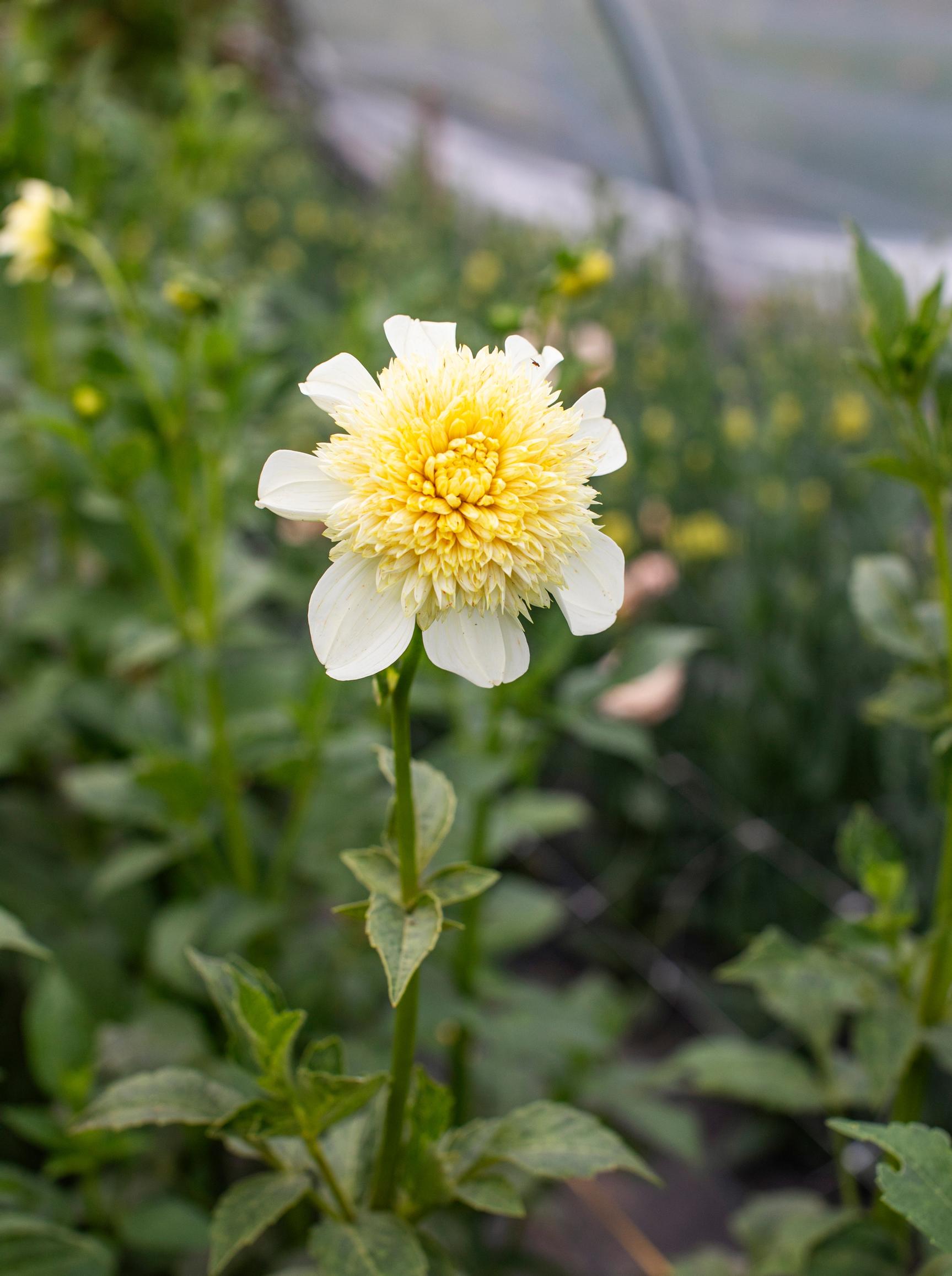 Daalia ’Platinum Blonde’