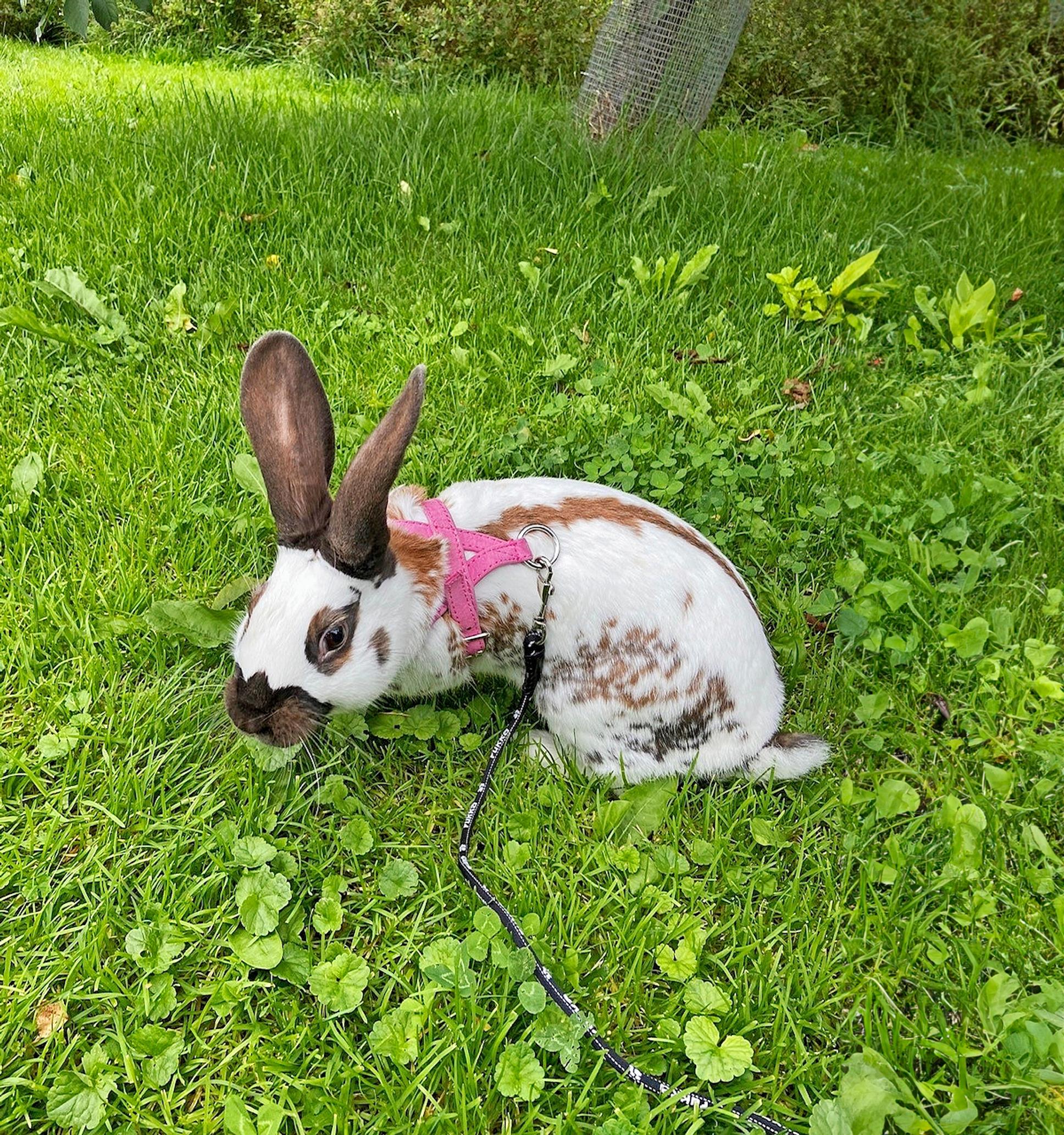 ruskeavalkoinen kani valjaissa nurmikolla