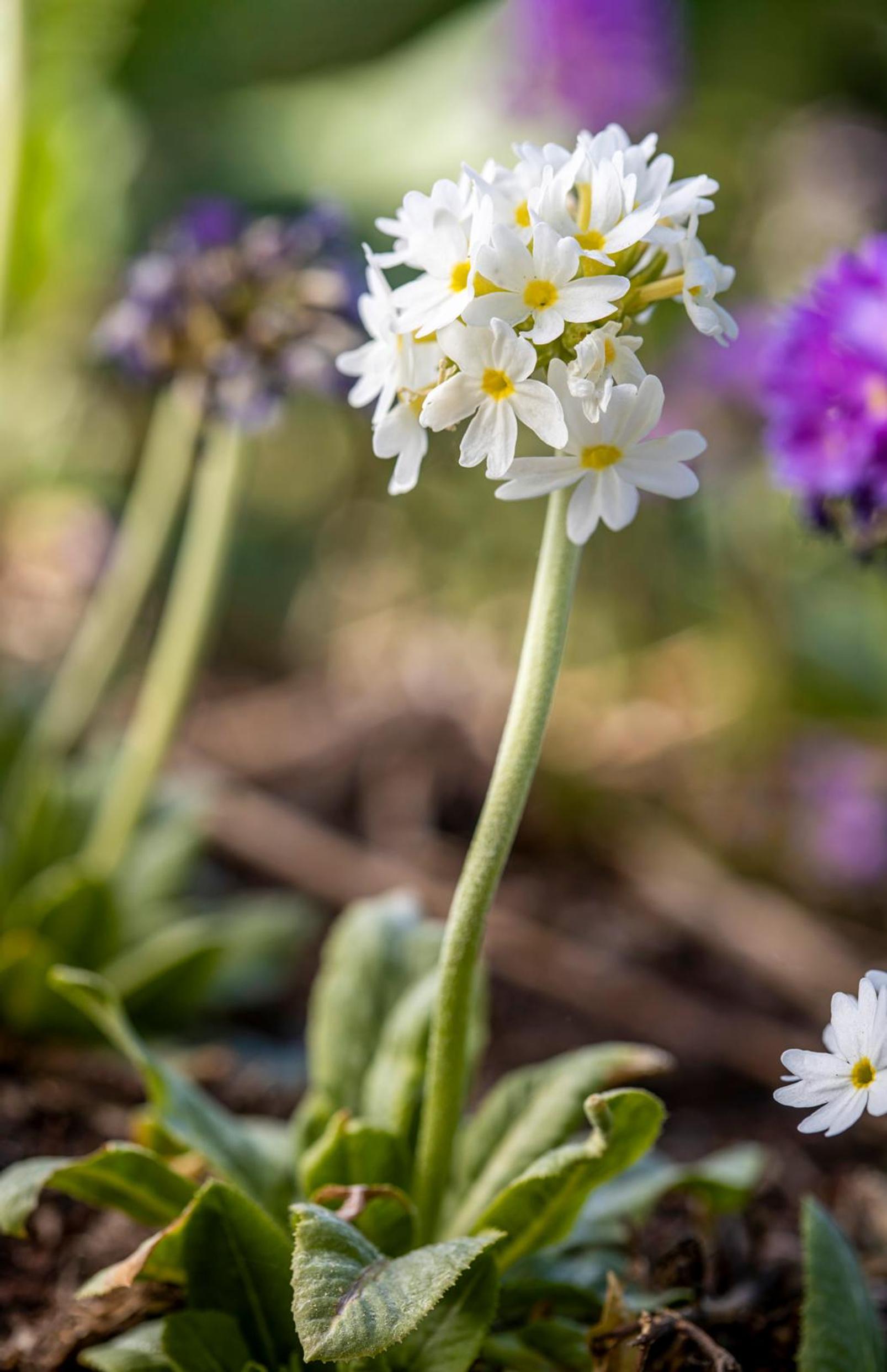 Esikko on mainettaan monipuolisempi: palloesikko 'Weisse Auslese' Primula denticulata