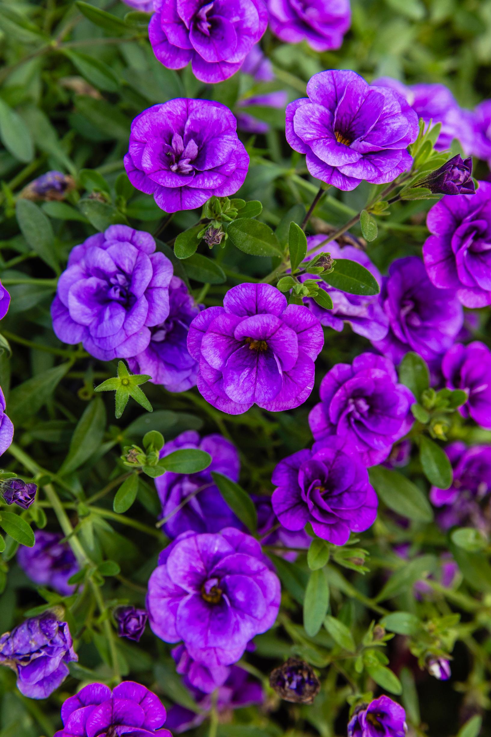 Miljoonakello eli pikkupetunia