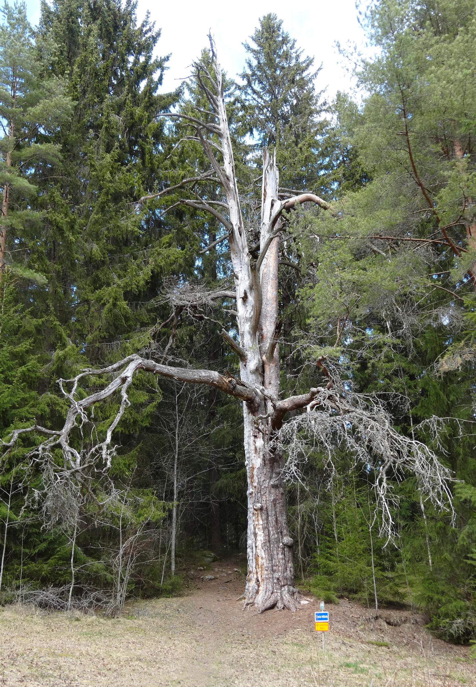 Timin mänty Hämeenkyrössä