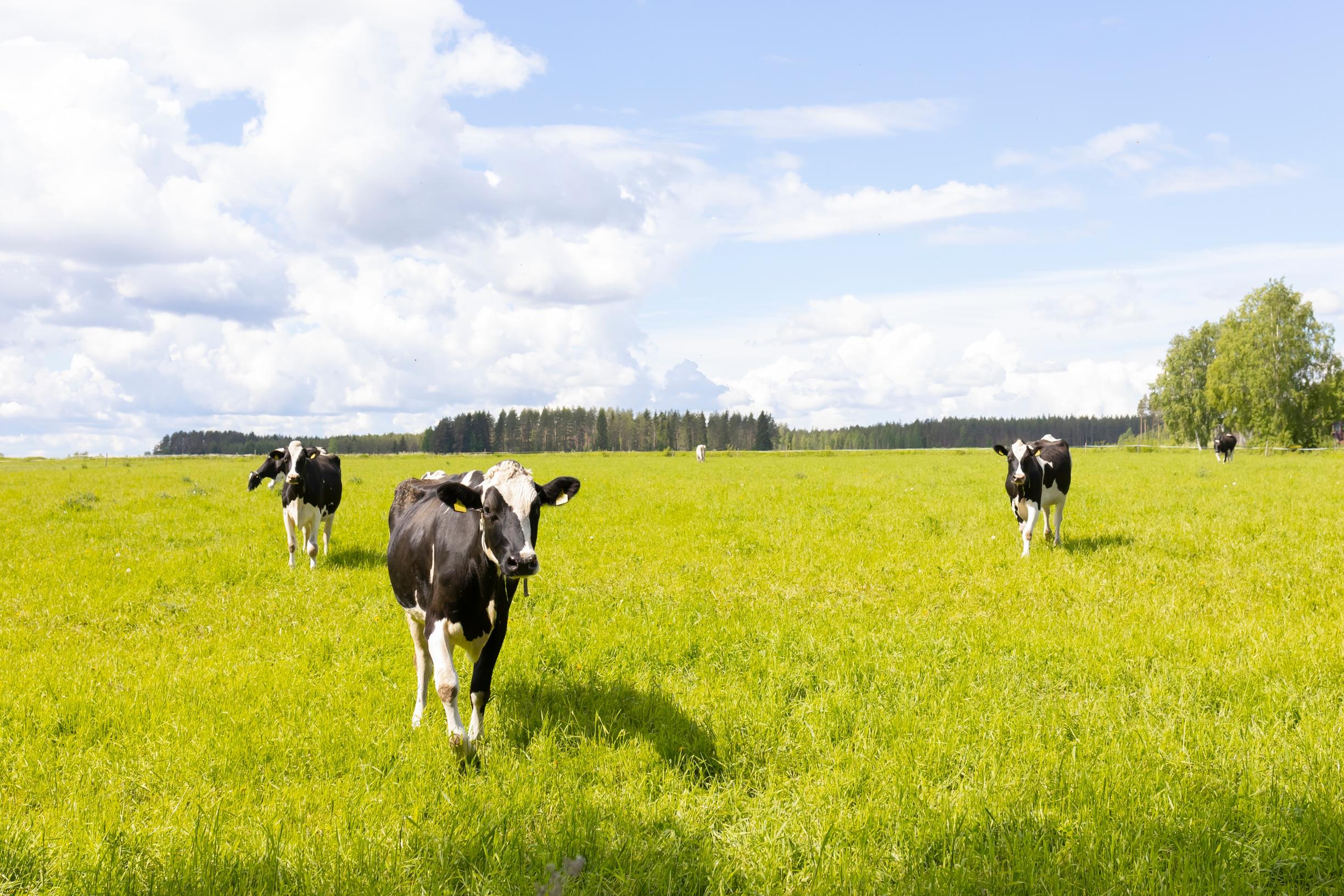 lehmiä pellolla