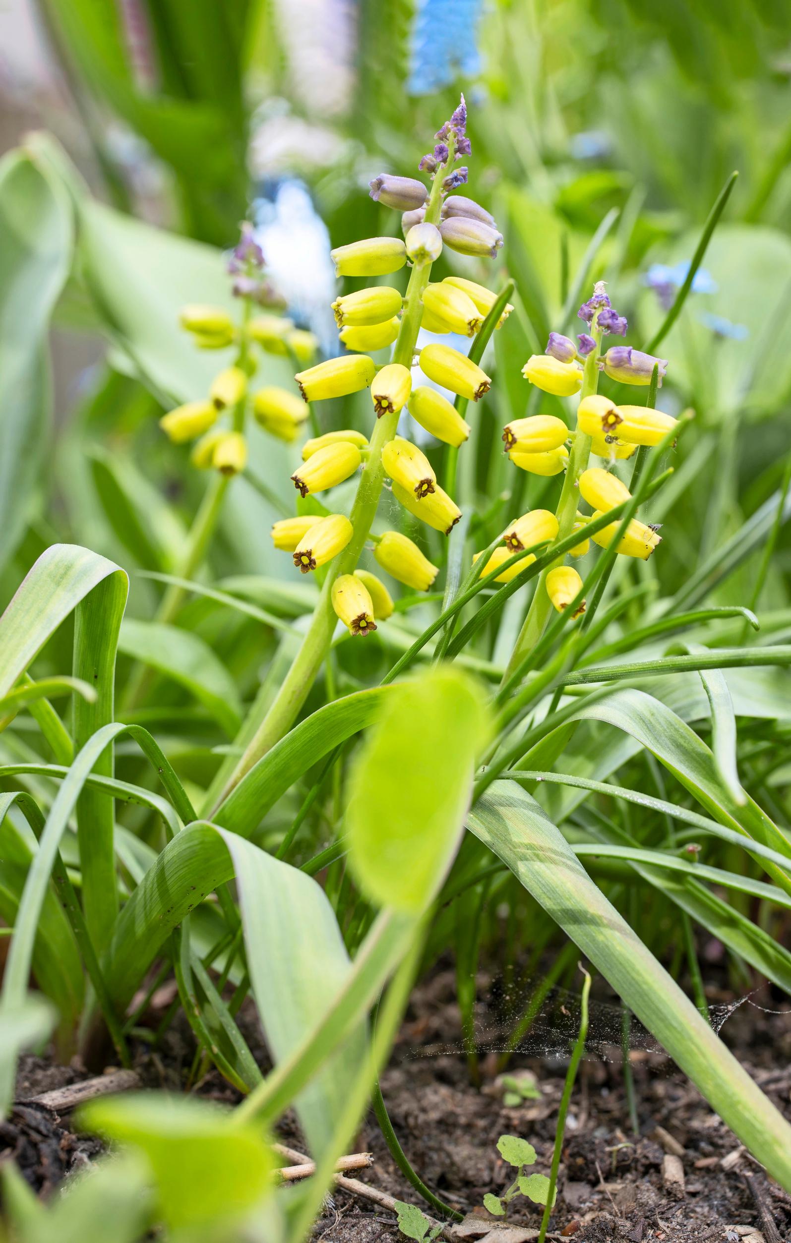 ’Golden Fragrans’ -keltahelmililja.