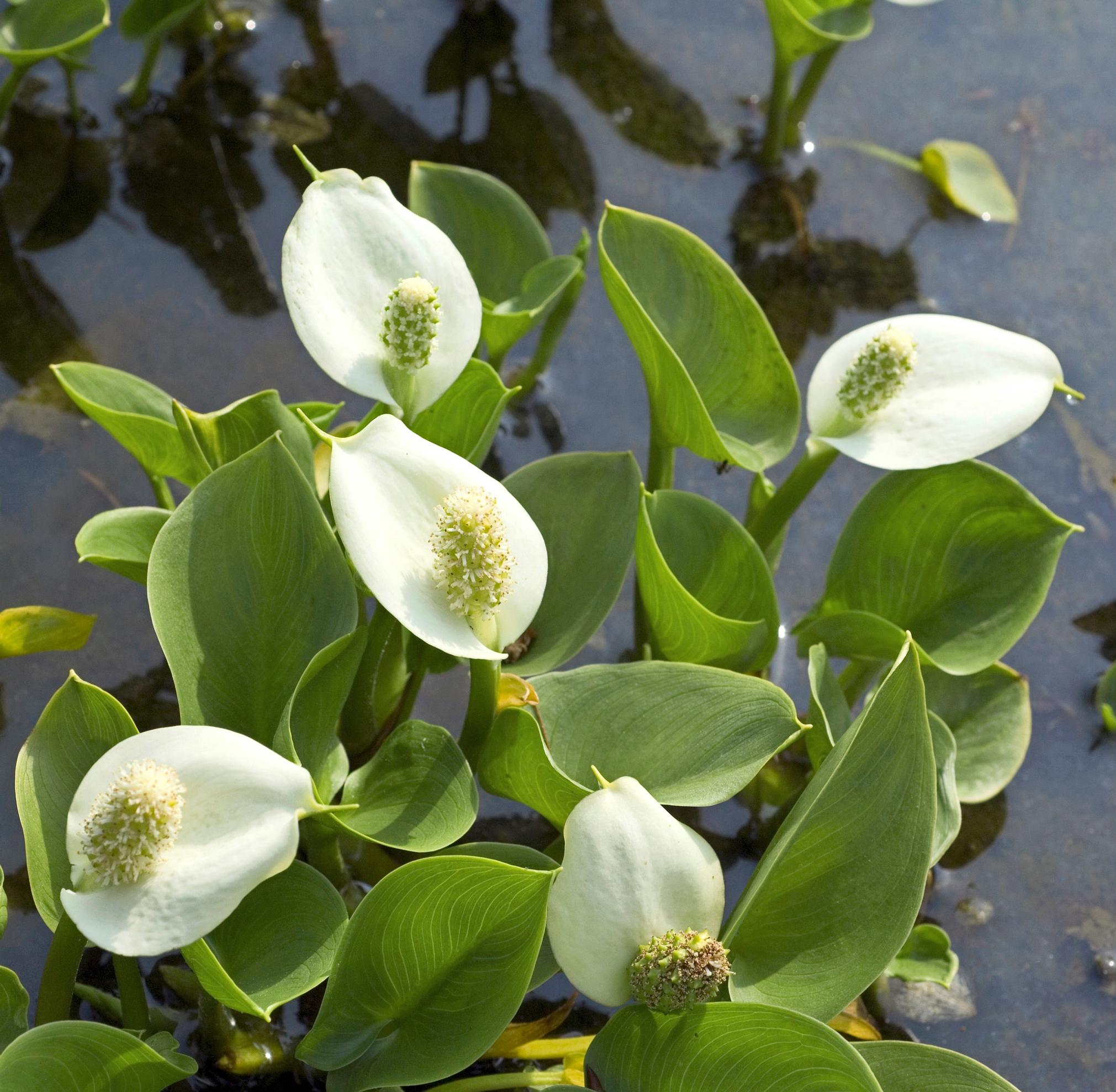 Suovehka Calla palustris