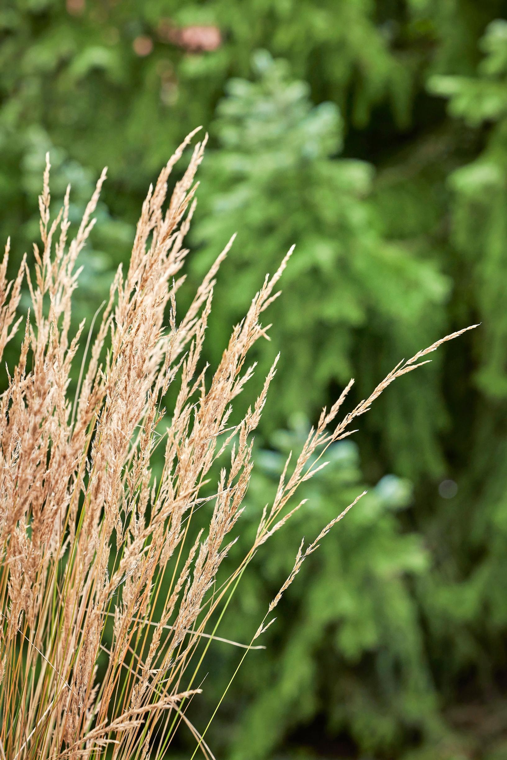 Tupaskastikka ’Overdam’, Calamagrostis × acutiflora