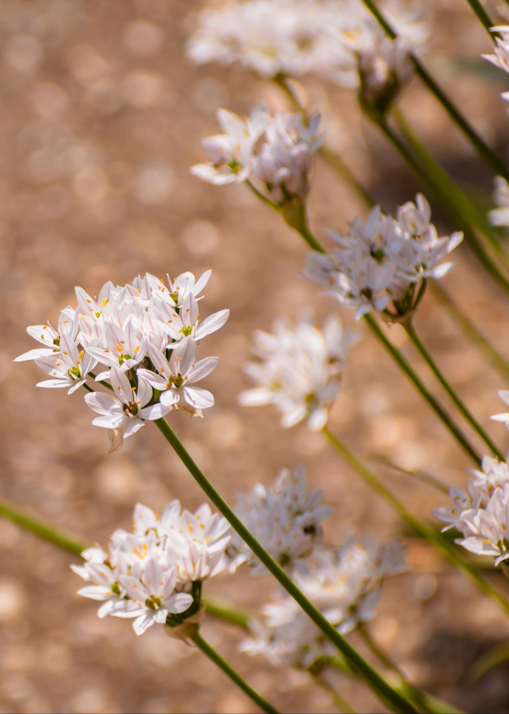 Morsionlaukka ’Caméleon’, Allium trifoliatum
