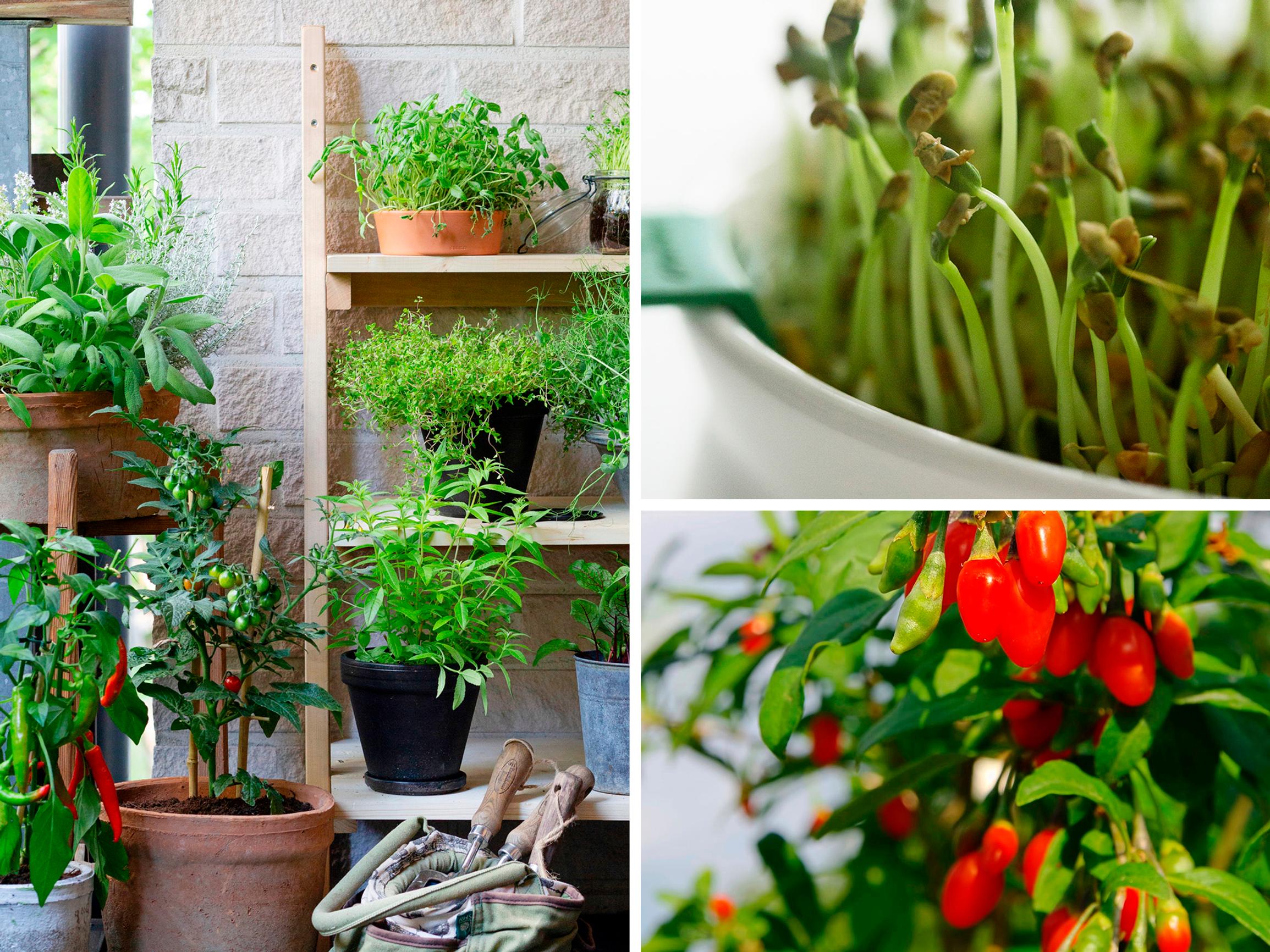 Salmiakkiyrttiä, goji-marjoja ja kvinoaa omalta pihalta tai parvekkeelta? Selvitimme hyötypuutarhan kiinnostavimmat ilmiöt