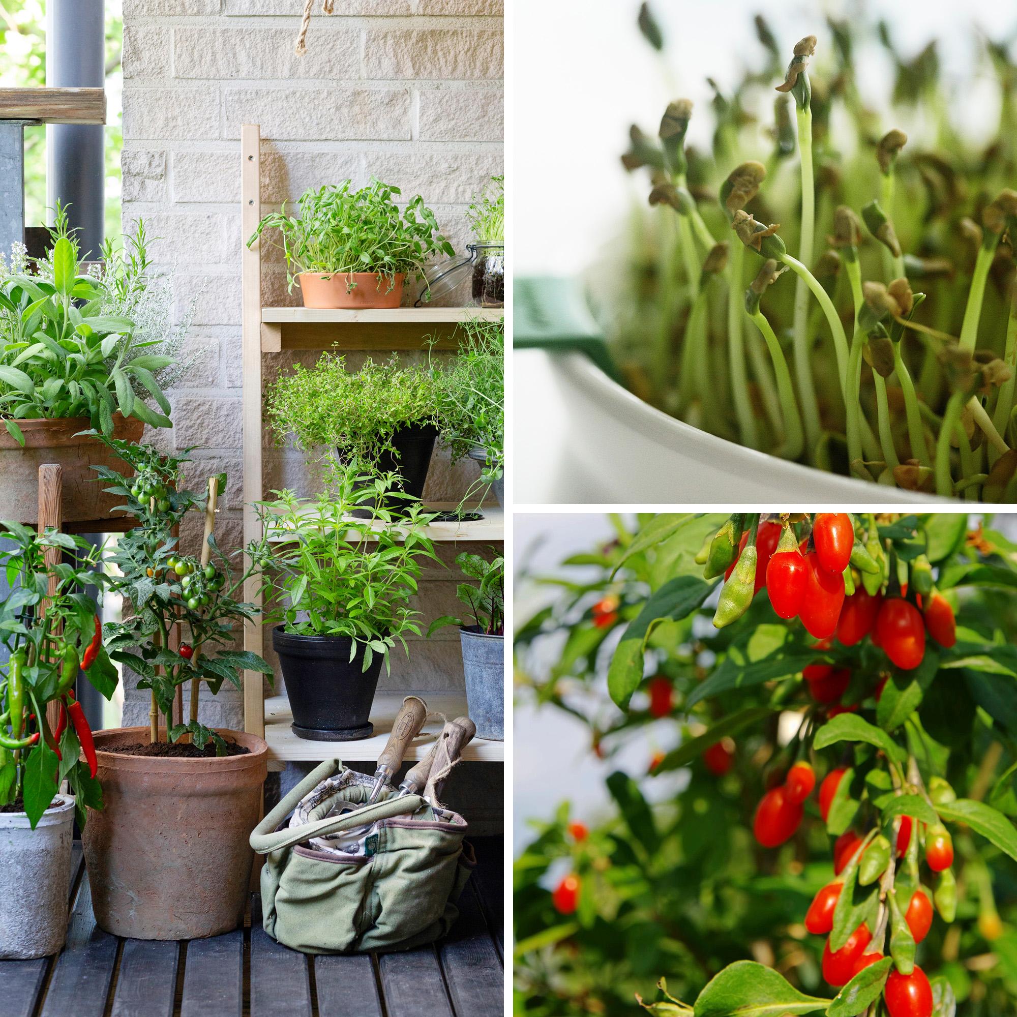 Salmiakkiyrttiä, goji-marjoja ja kvinoaa omalta pihalta tai parvekkeelta? Selvitimme hyötypuutarhan kiinnostavimmat ilmiöt