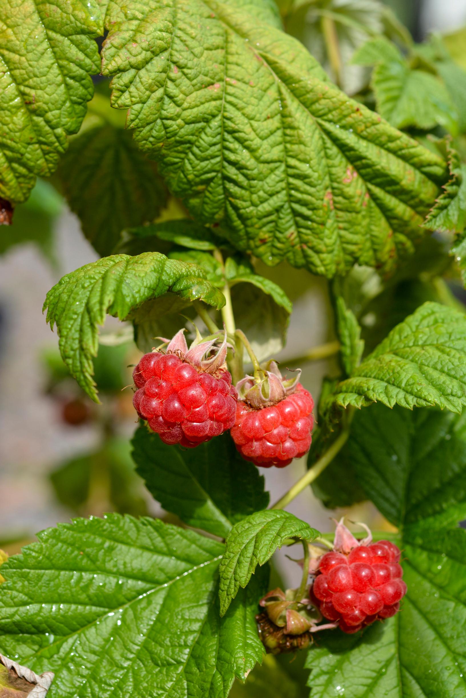 Punavadelma 'Jatsi'
