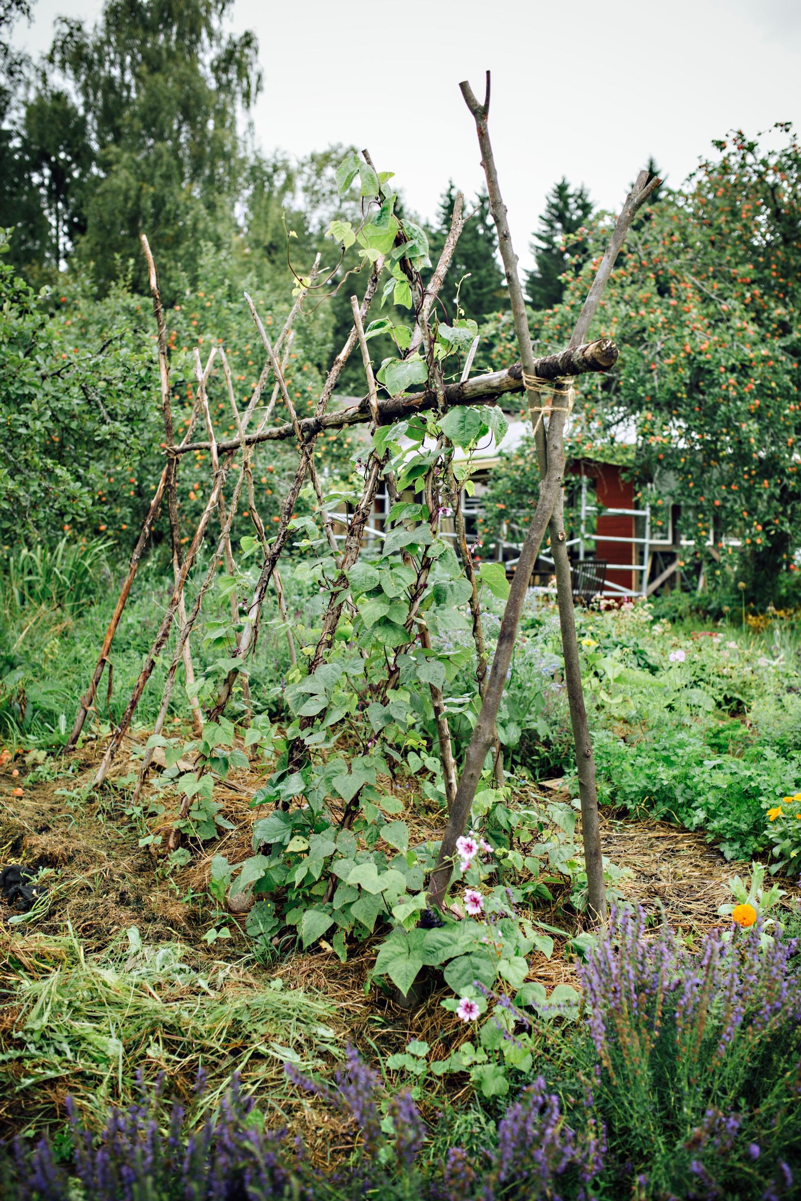 Kauneimmat kasvimaat, papupenkki 