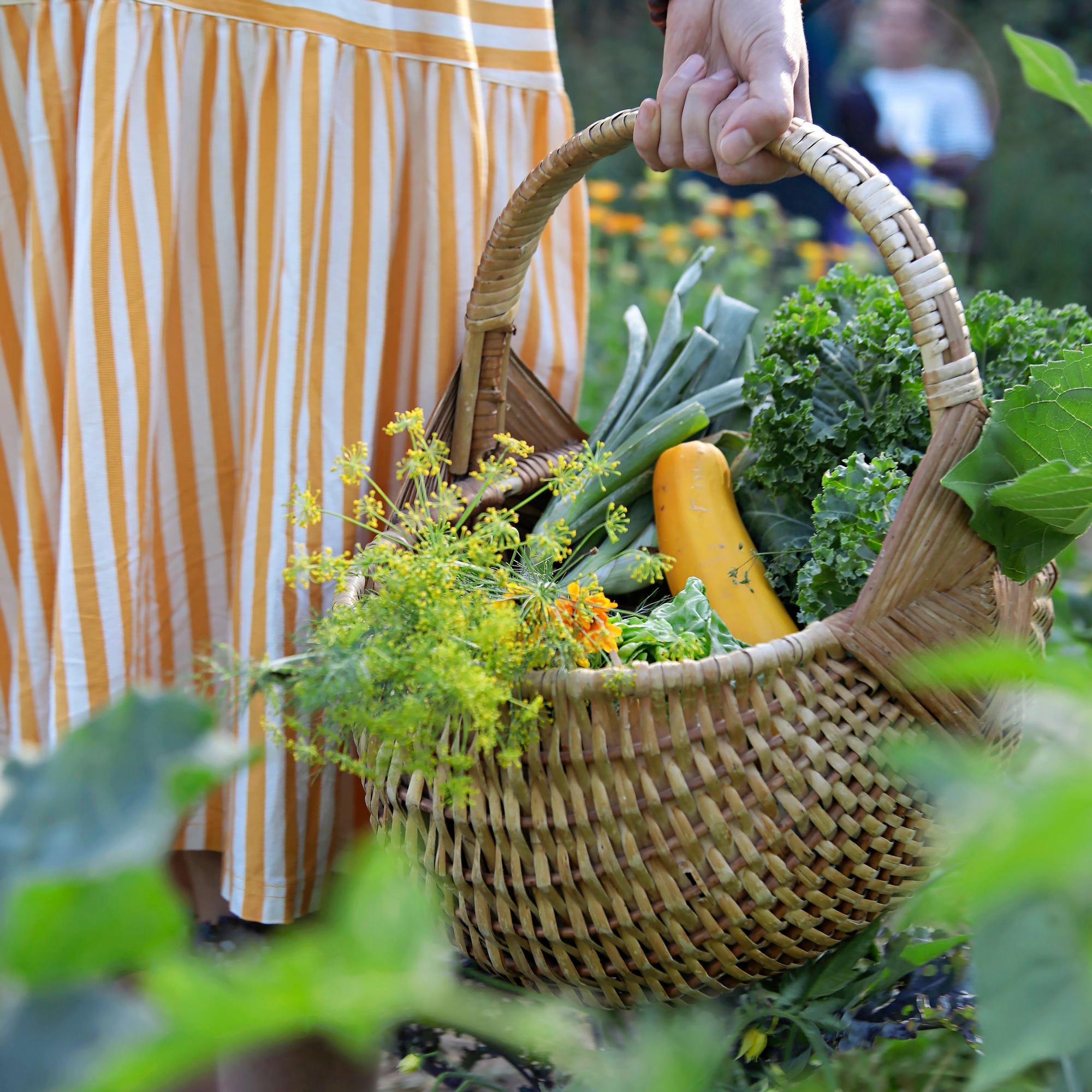 Tunnetko jo kasvimaan pikakierron? Tämän kalenterin avulla saat satoa useita kertoja kesässä!