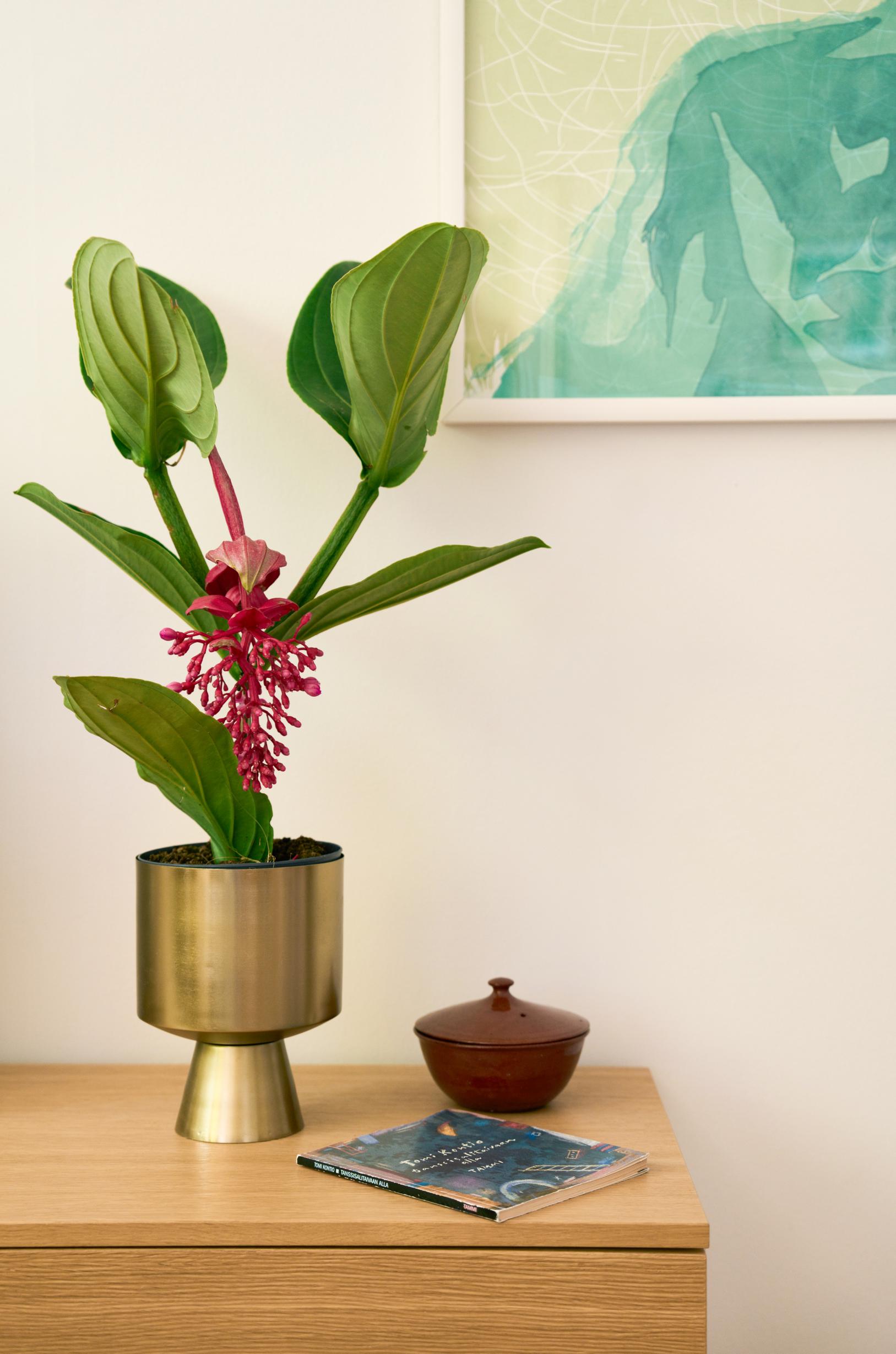 Kuva medinilla-viherkasvista