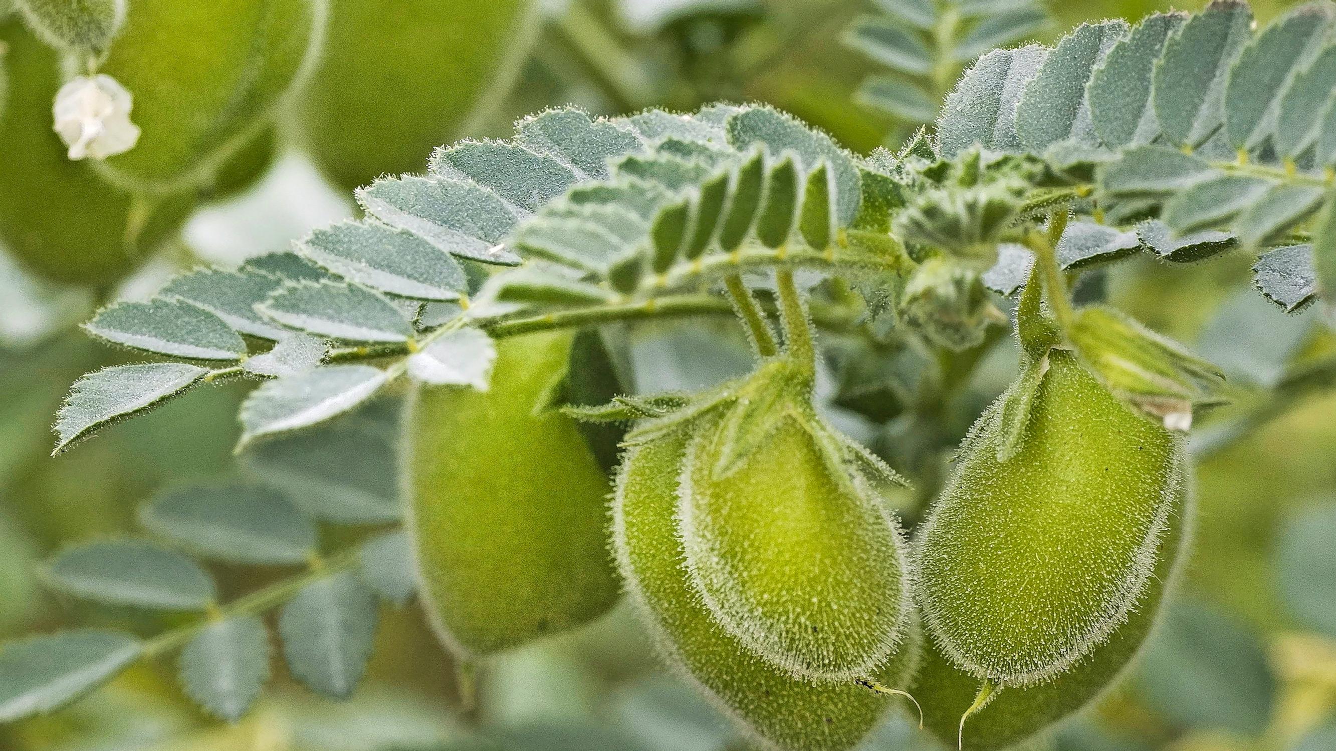 Kokeile kikherneen kasvatusta! Erityisen mehukkaita ovat keskenkasvuisina kerätyt herneet