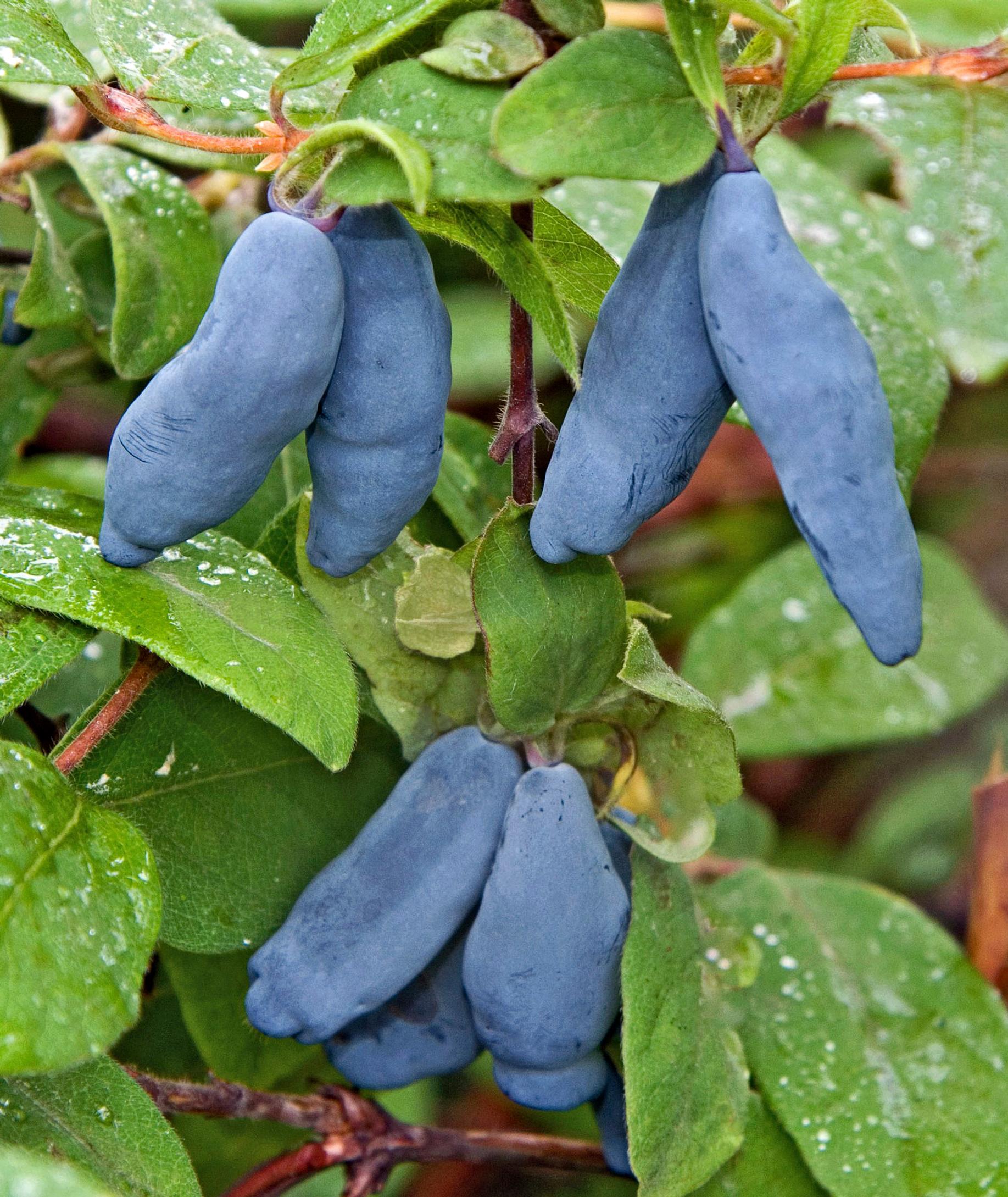 ’Vostorg’-marjasinikuusama