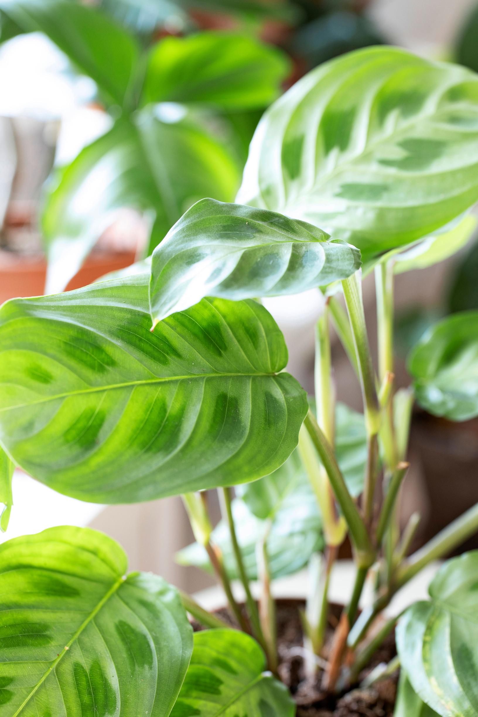 Paavonnukkumatti ’Lemon lime’