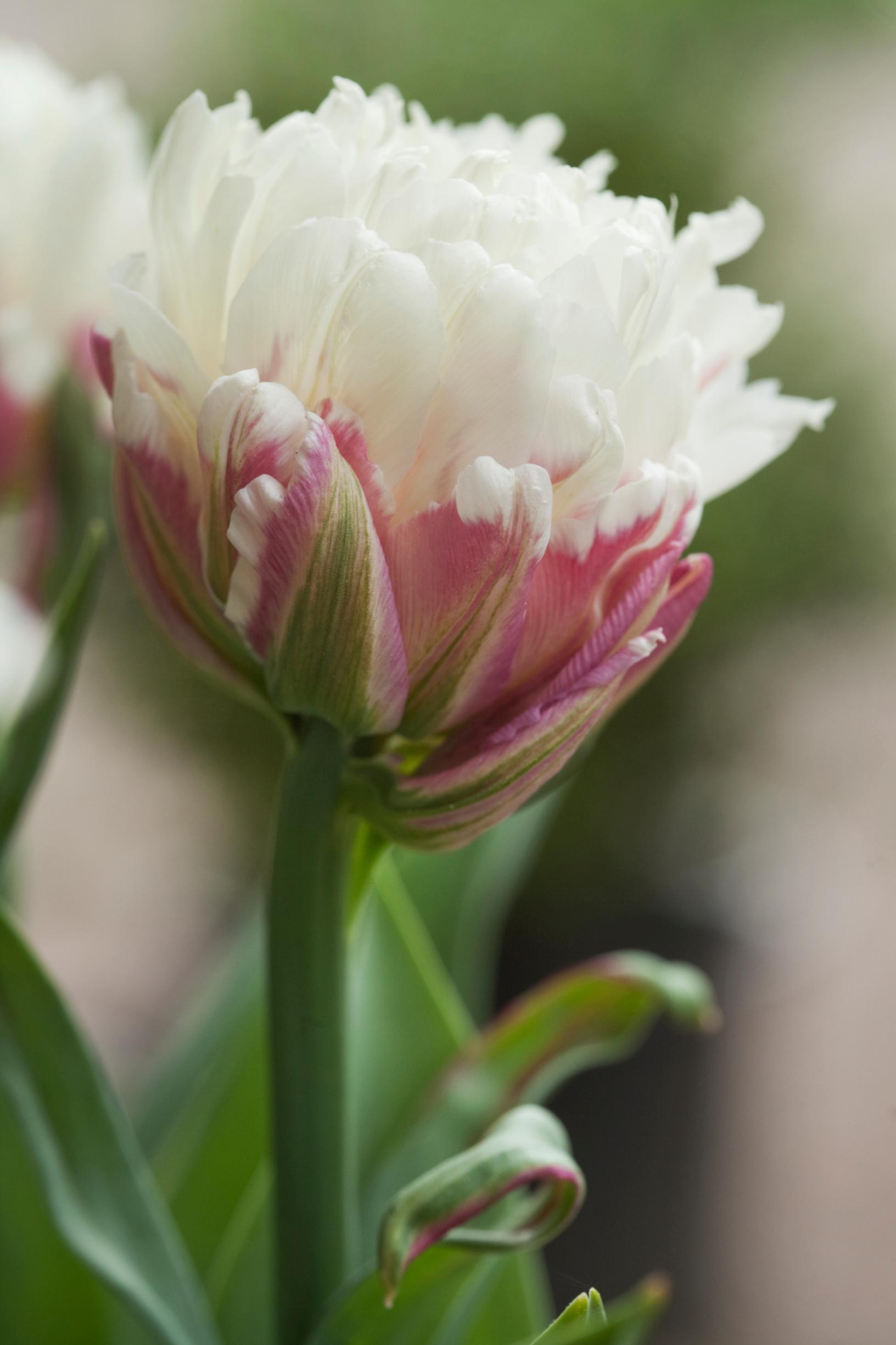 'Ice Cream' tulppaani