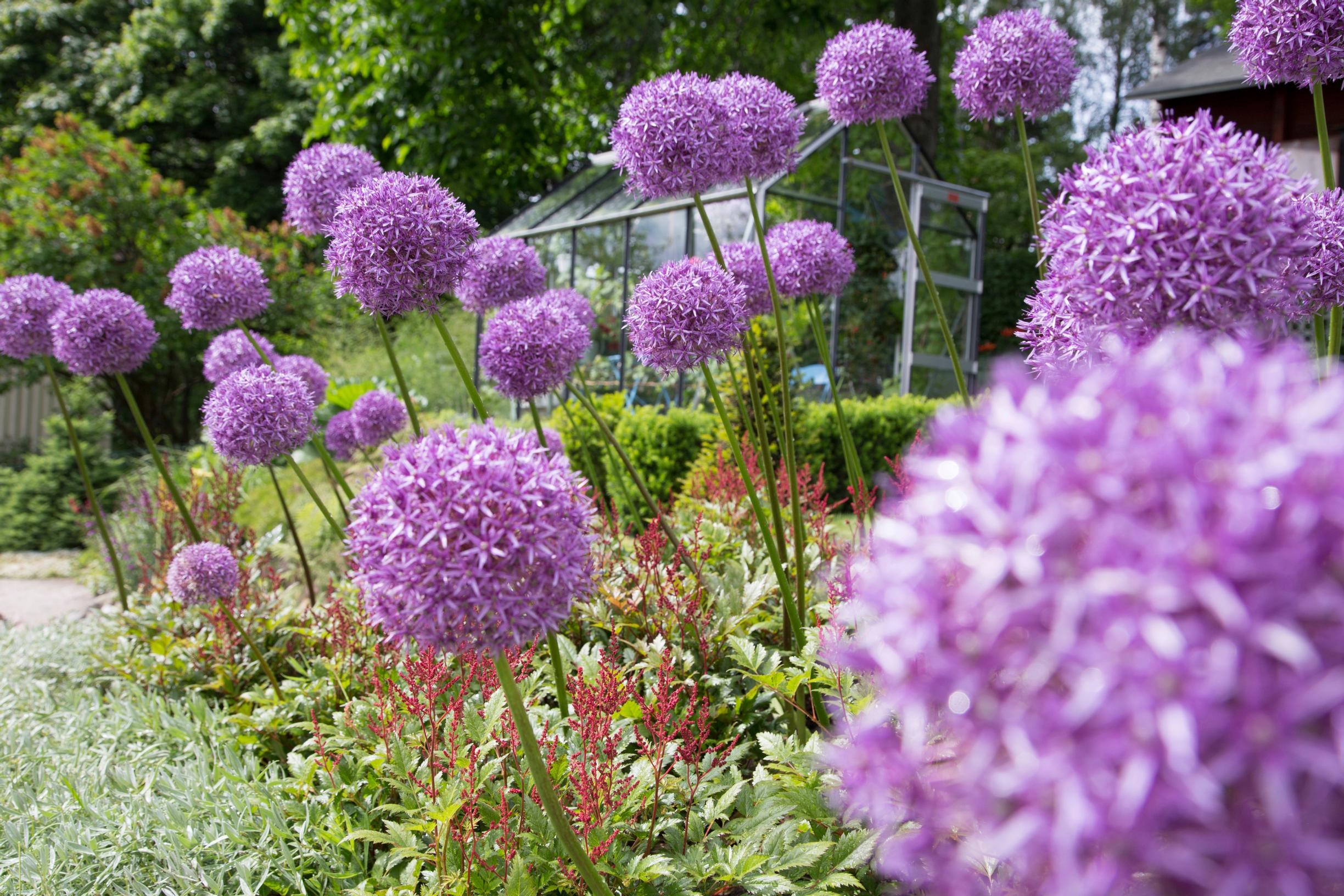 Koristelaukka ’Globemaster’, Allium-risteymä