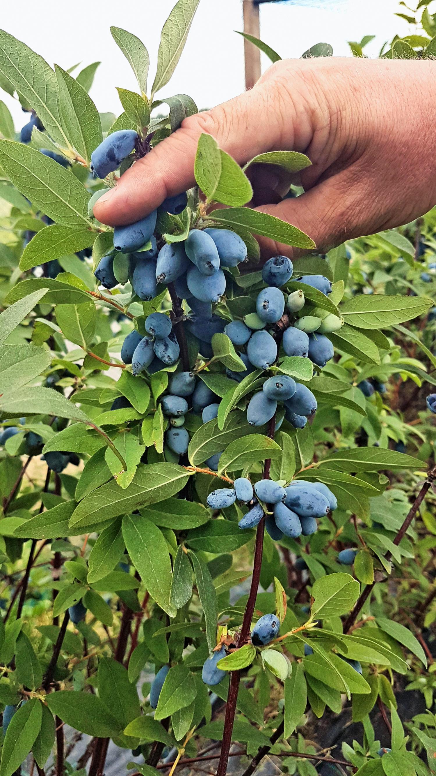 Hunajamarja eli makeasinikuusama ’Boreal Blizzard’.