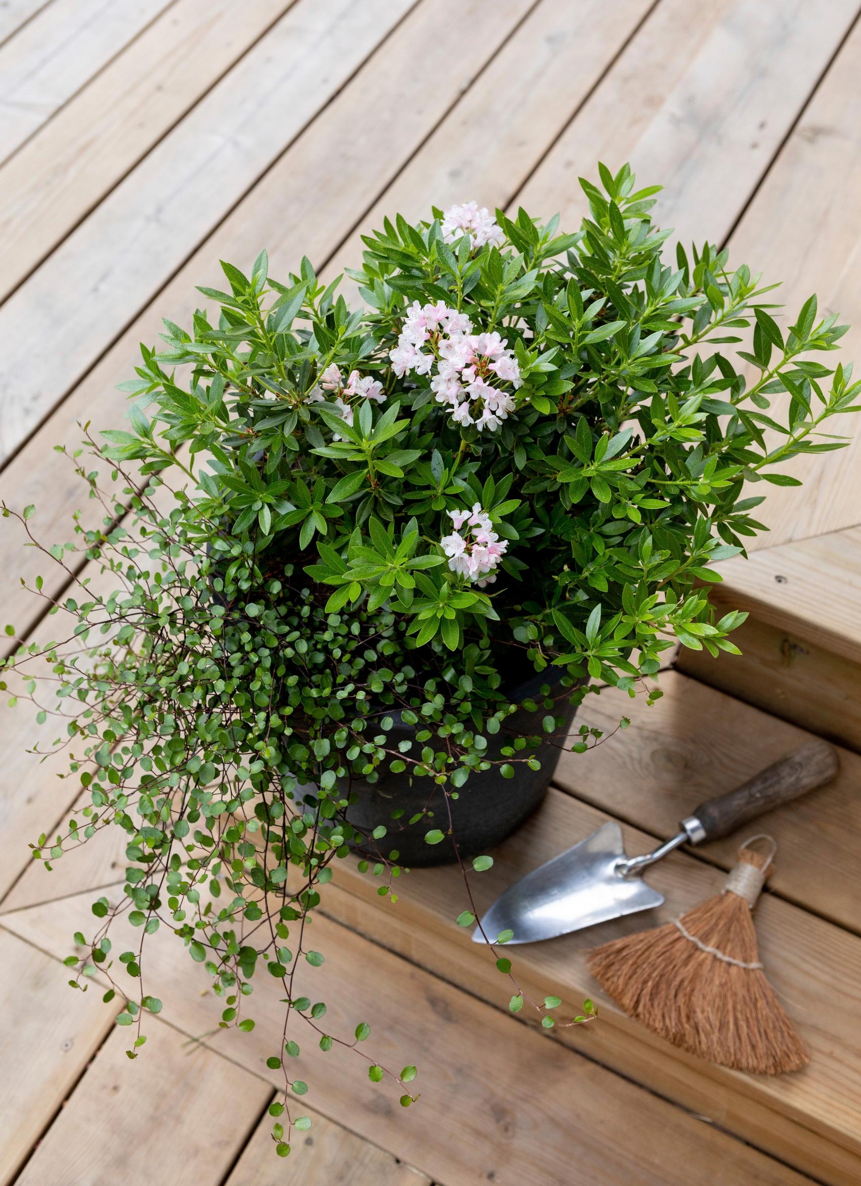 Lankaköynnös ja Bloombux-alppiruusu viihtyvät ruukussa.