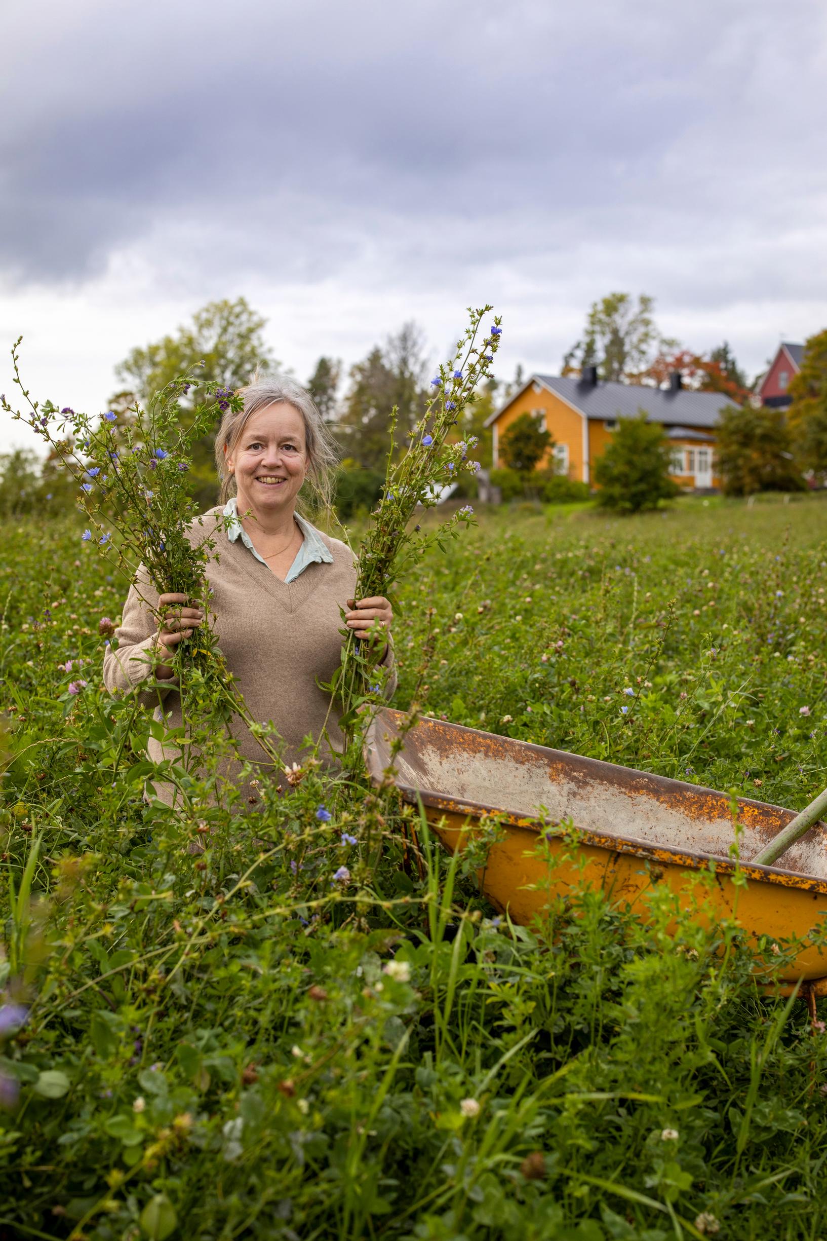 viherlannoituskasvit kasvimaalla