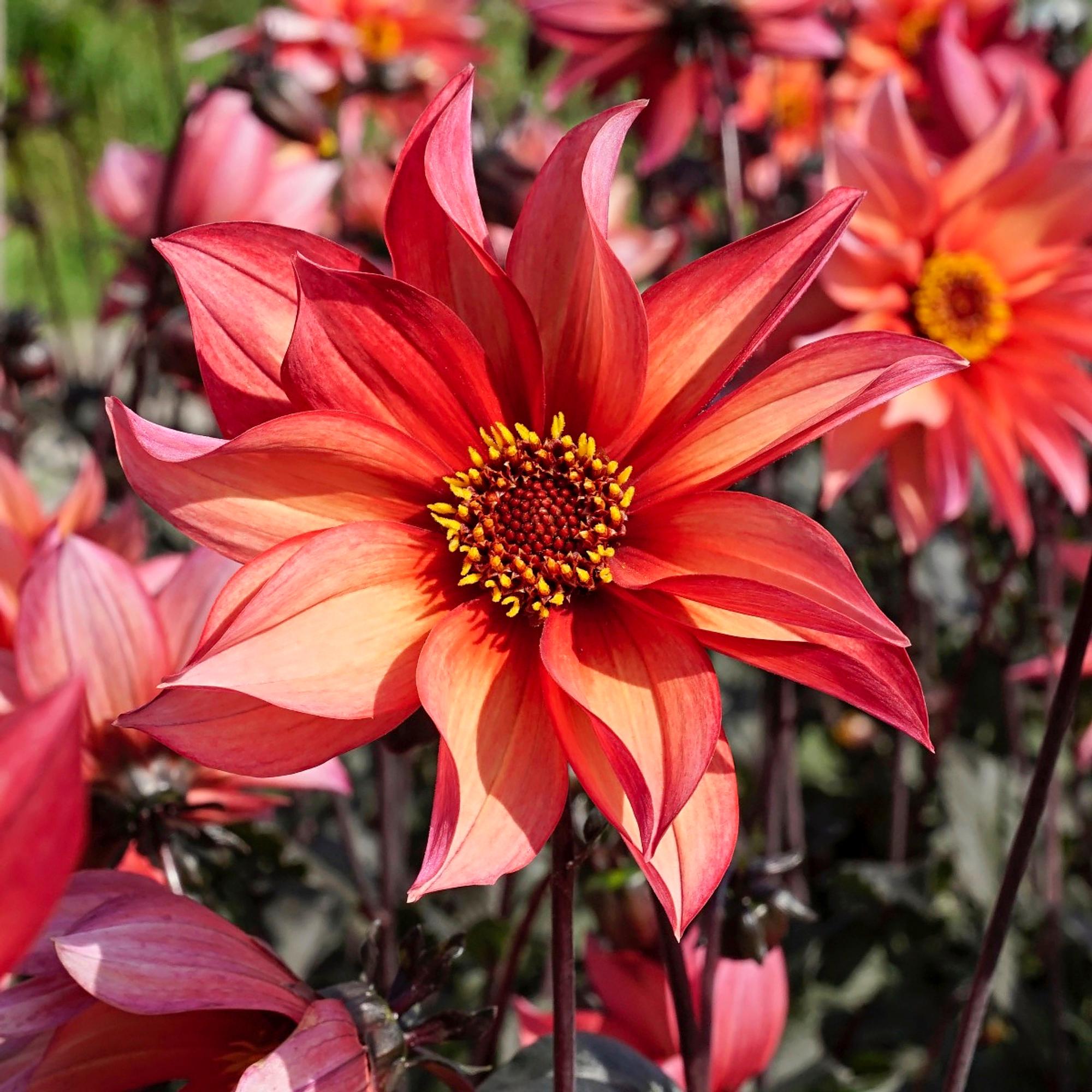 Koristedaalia ’Waltzing Mathilda’