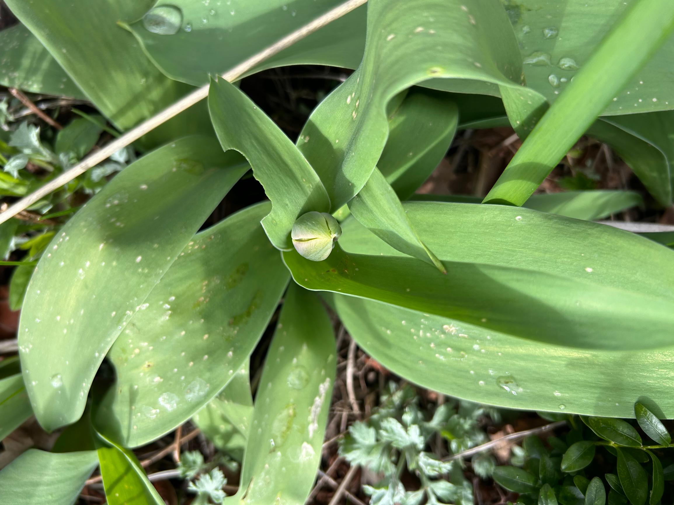 Tulppaanin harmaahome