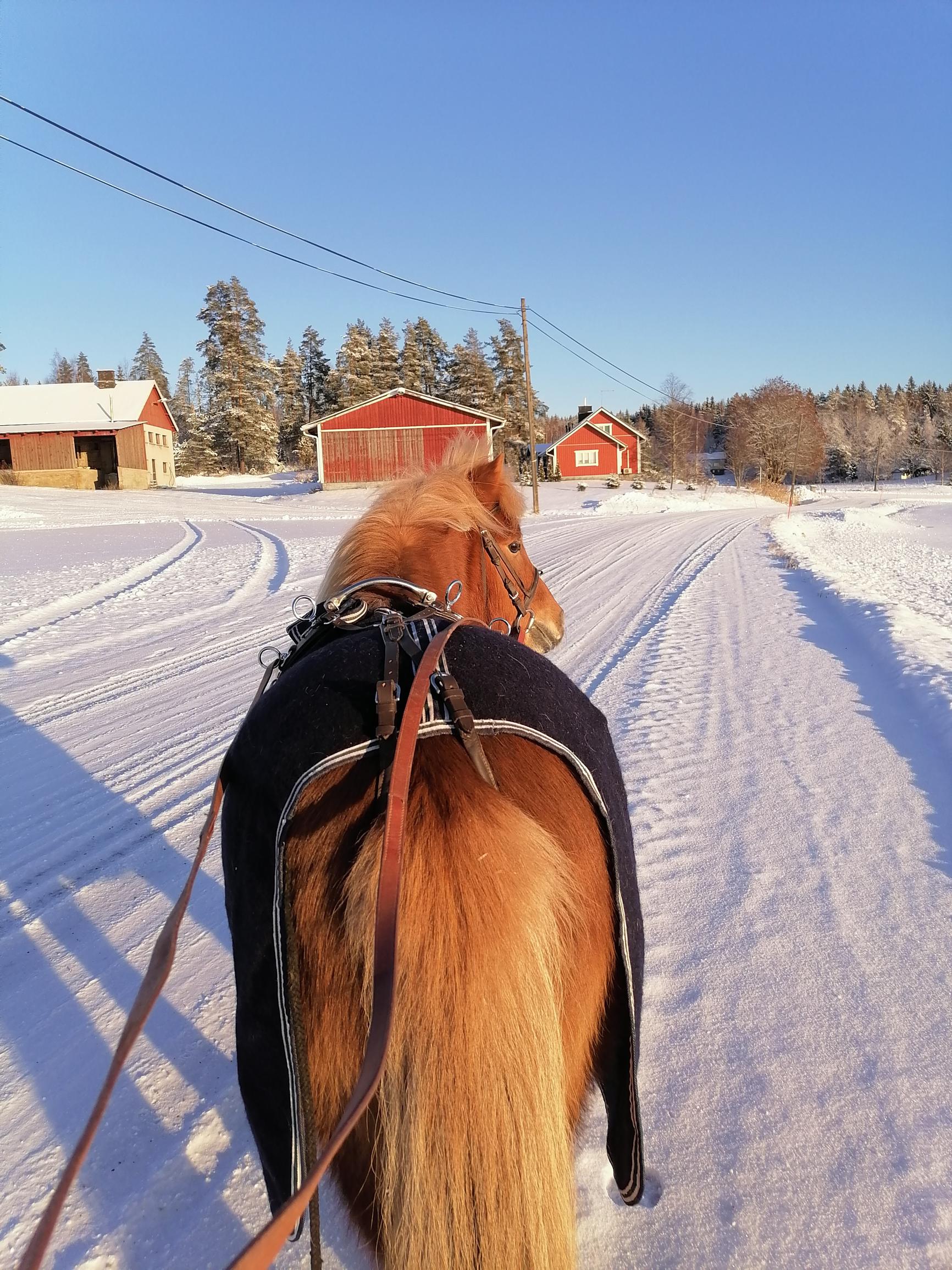 Ylläri-poni takaapäin lumimaisemassa