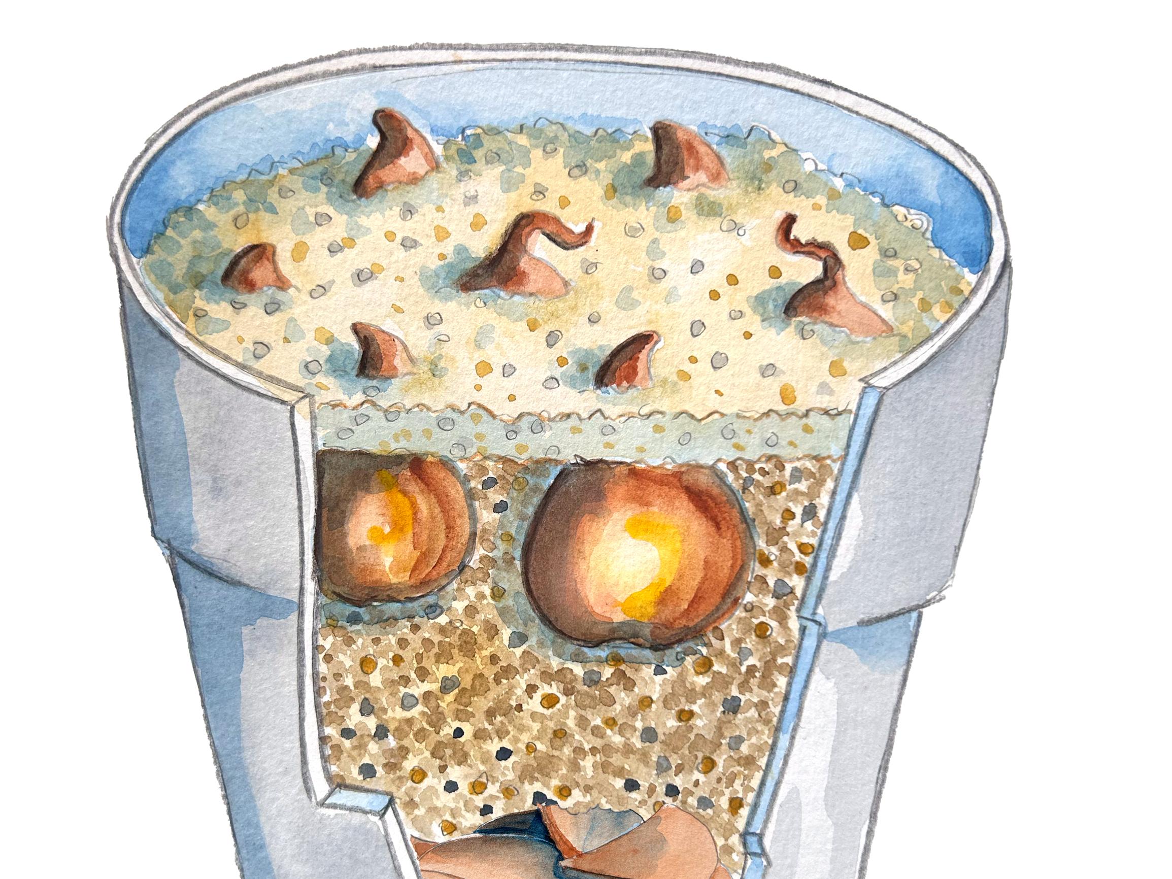 Ruukkutulppaanit voi istuttaa kevättä varten vielä marras–joulukuussa