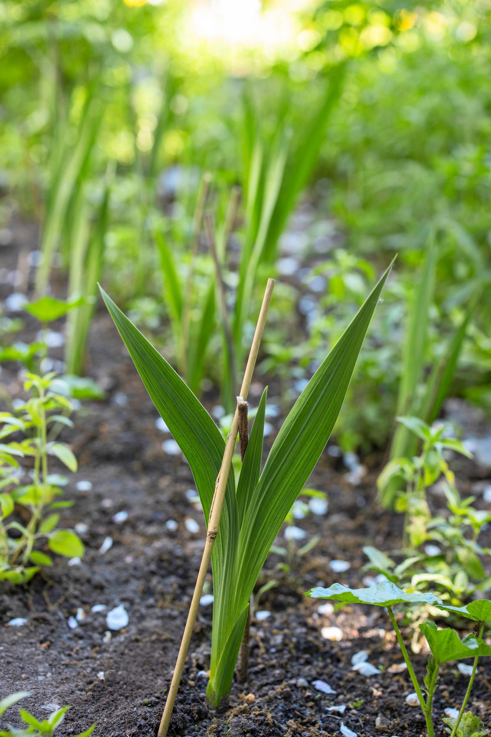 Gladiluksen esikasvatus: tue gladioluksen taimi kepillä tai narulla.